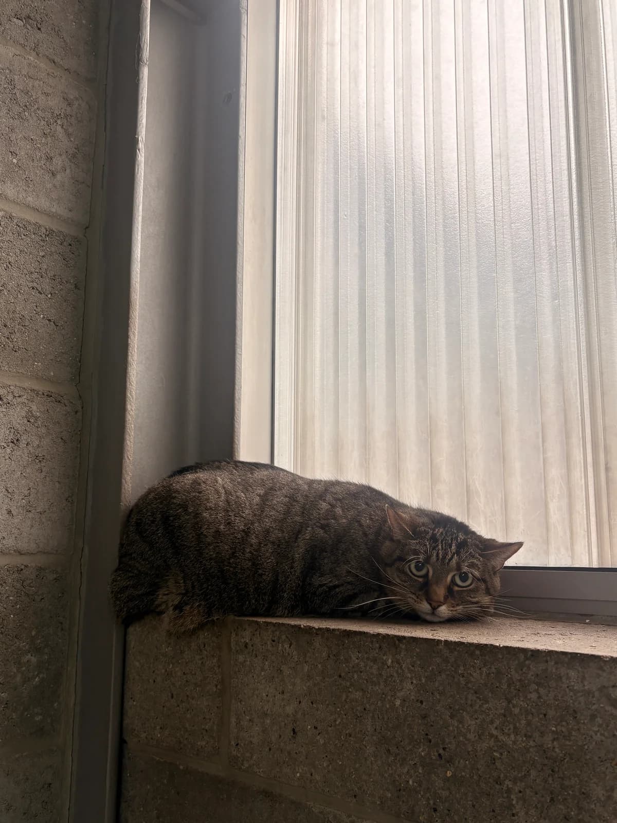 Luna, female 5yo European Shorthair for adoption at Croix Bleue Belgique — Refuge de Forest, Forest