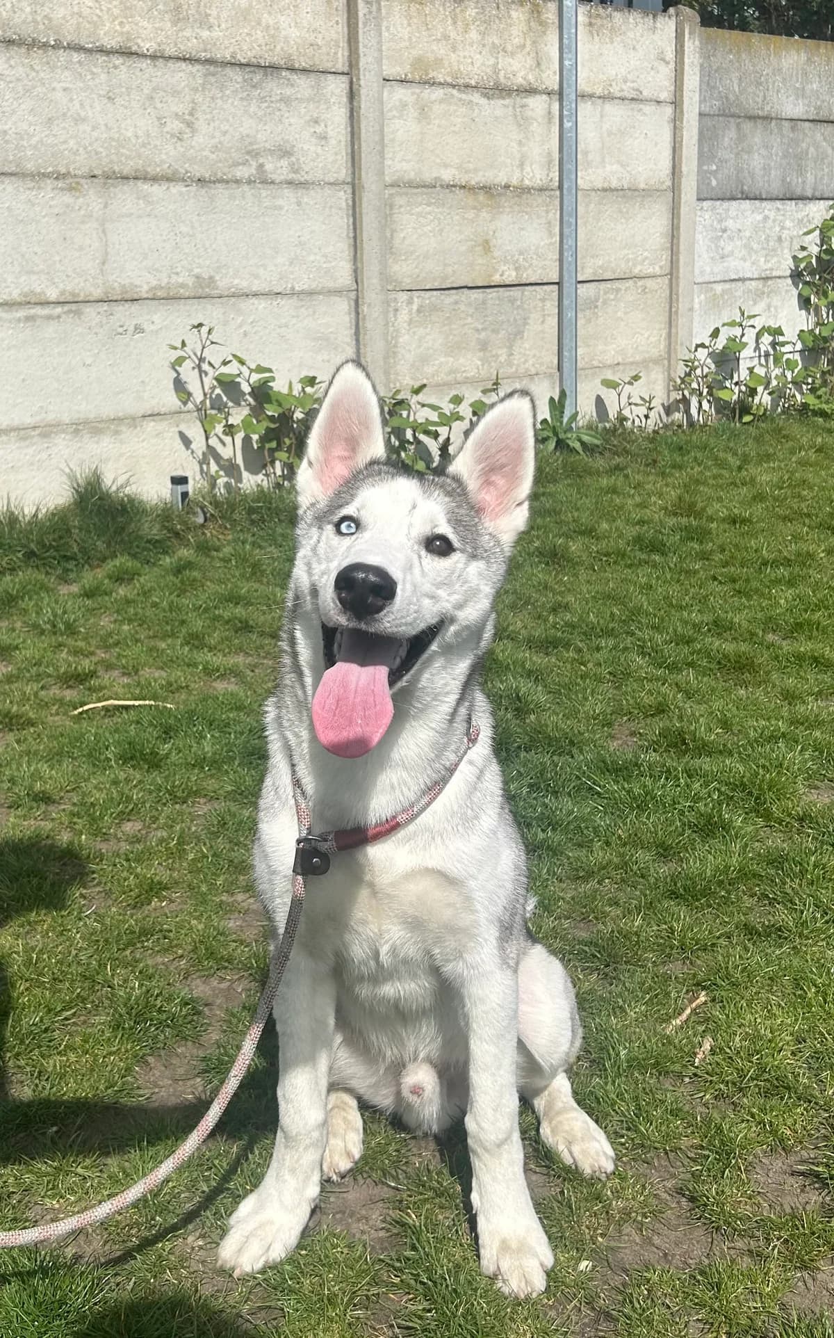 Max, male Husky for adoption at Croix Bleue Belgique — Refuge de Forest, Forest