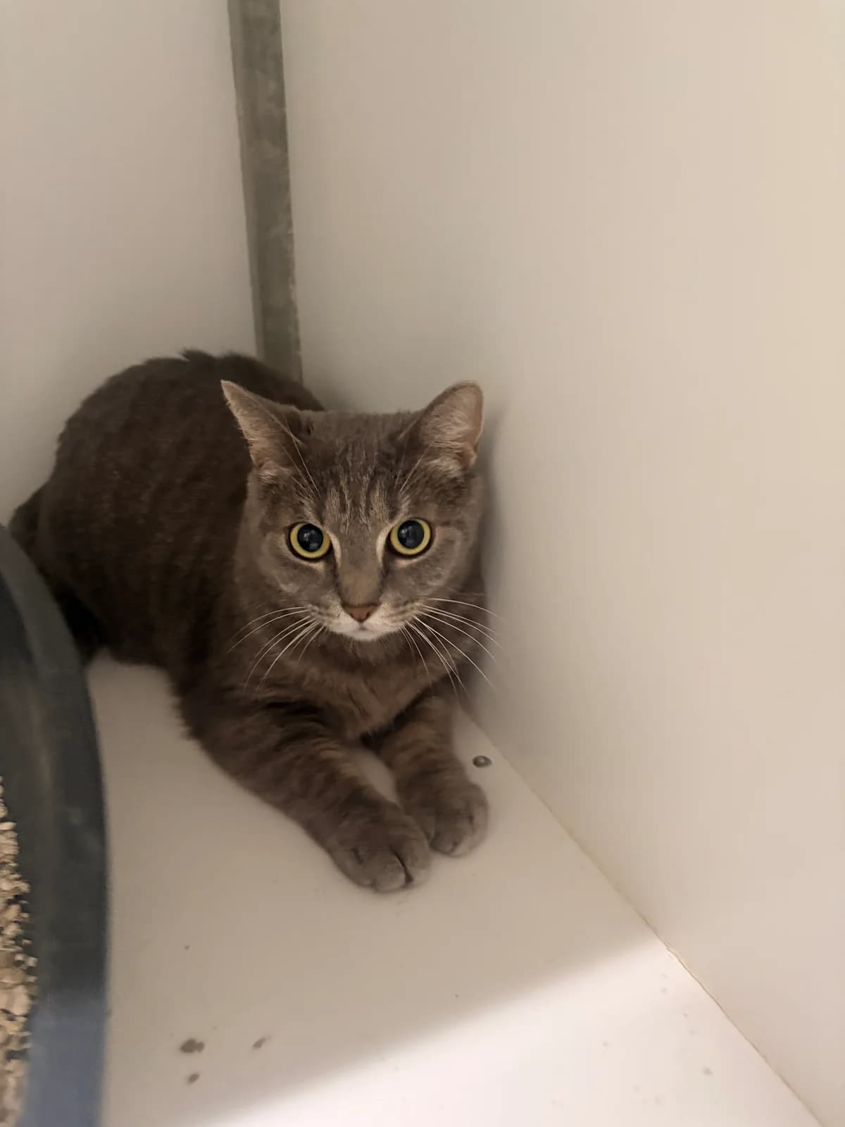 Mimi, female 5yo European Shorthair for adoption at Croix Bleue Belgique — Refuge de Forest, Forest