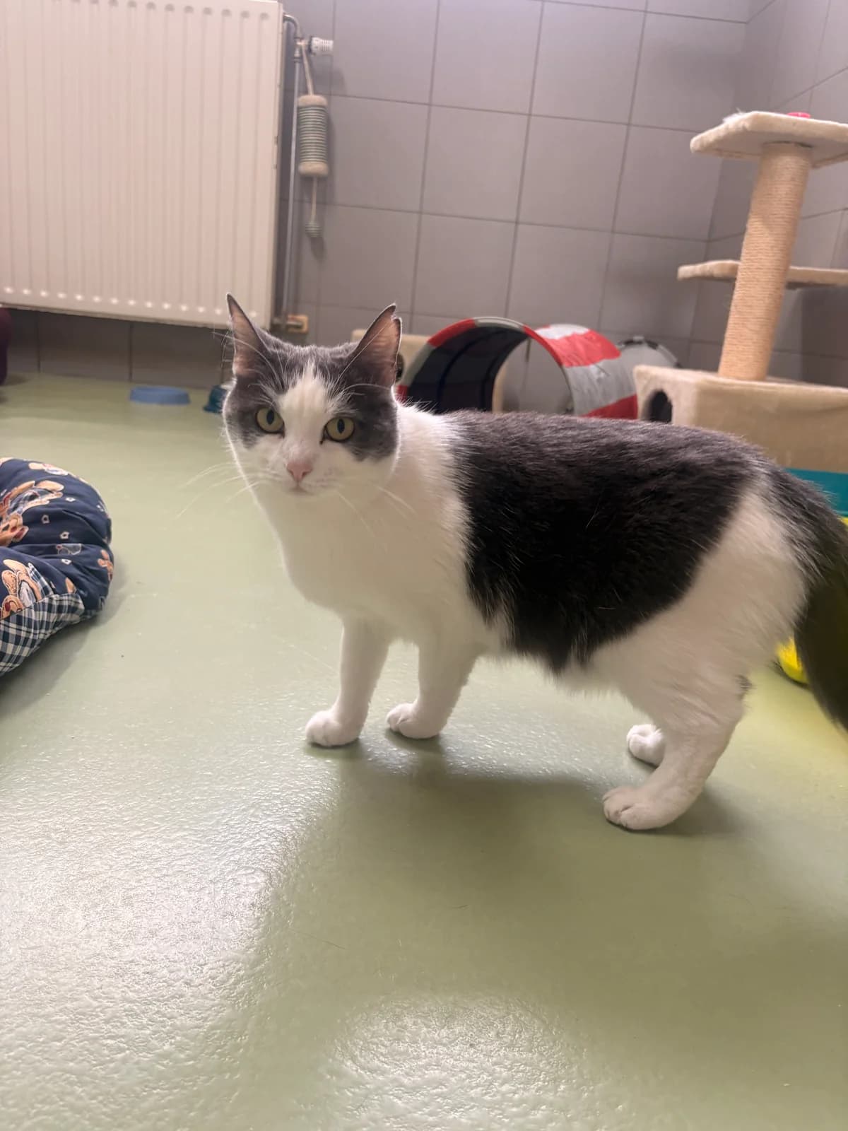 Monia, female European Shorthair for adoption at Croix Bleue Belgique — Refuge de Forest, Forest