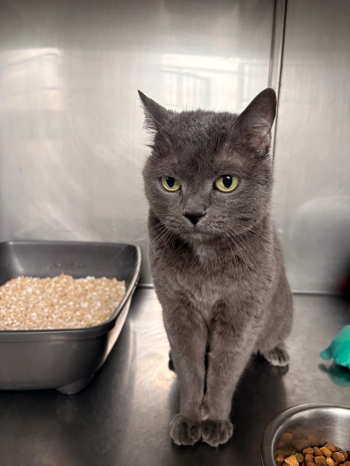 Nalya, female senior European Shorthair for adoption at Croix Bleue Belgique — Refuge de Forest, Forest