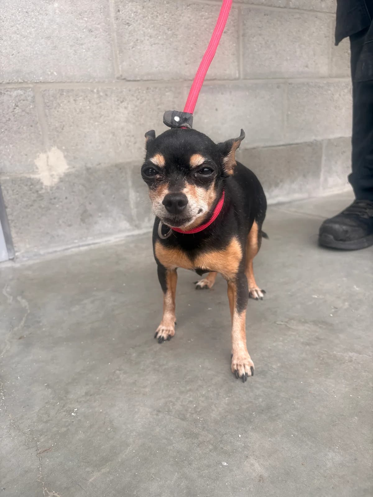 Naom, male senior mixed breed for adoption at Croix Bleue Belgique — Refuge de Forest, Forest