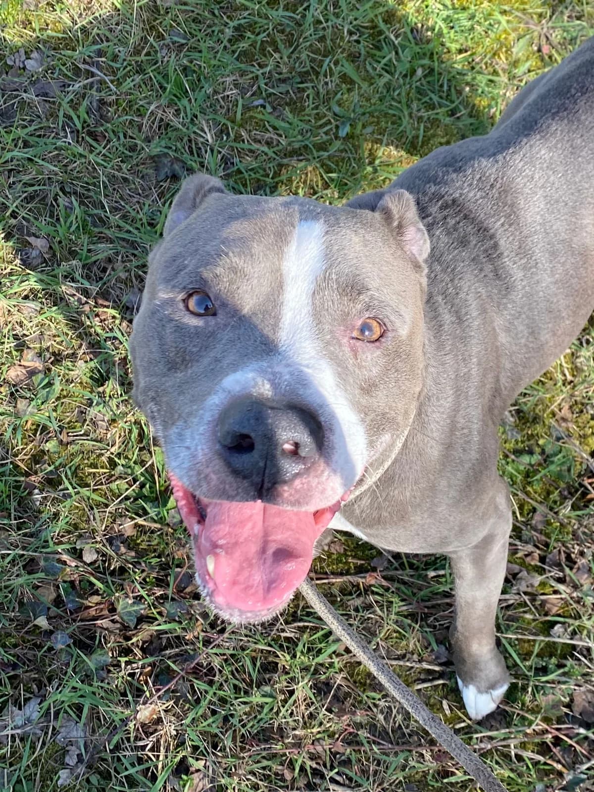 Paco, male senior American Staffordshire Terrier for adoption at Croix Bleue Belgique — Refuge de Forest, Forest