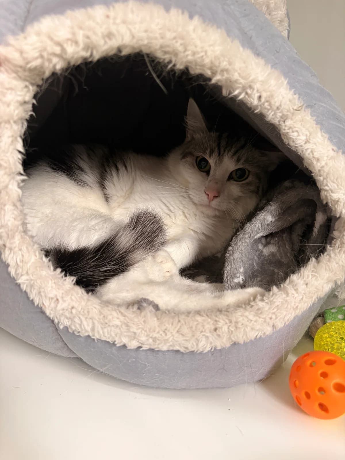 Pierrot, male puppy European Shorthair for adoption at Croix Bleue Belgique — Refuge de Forest, Forest