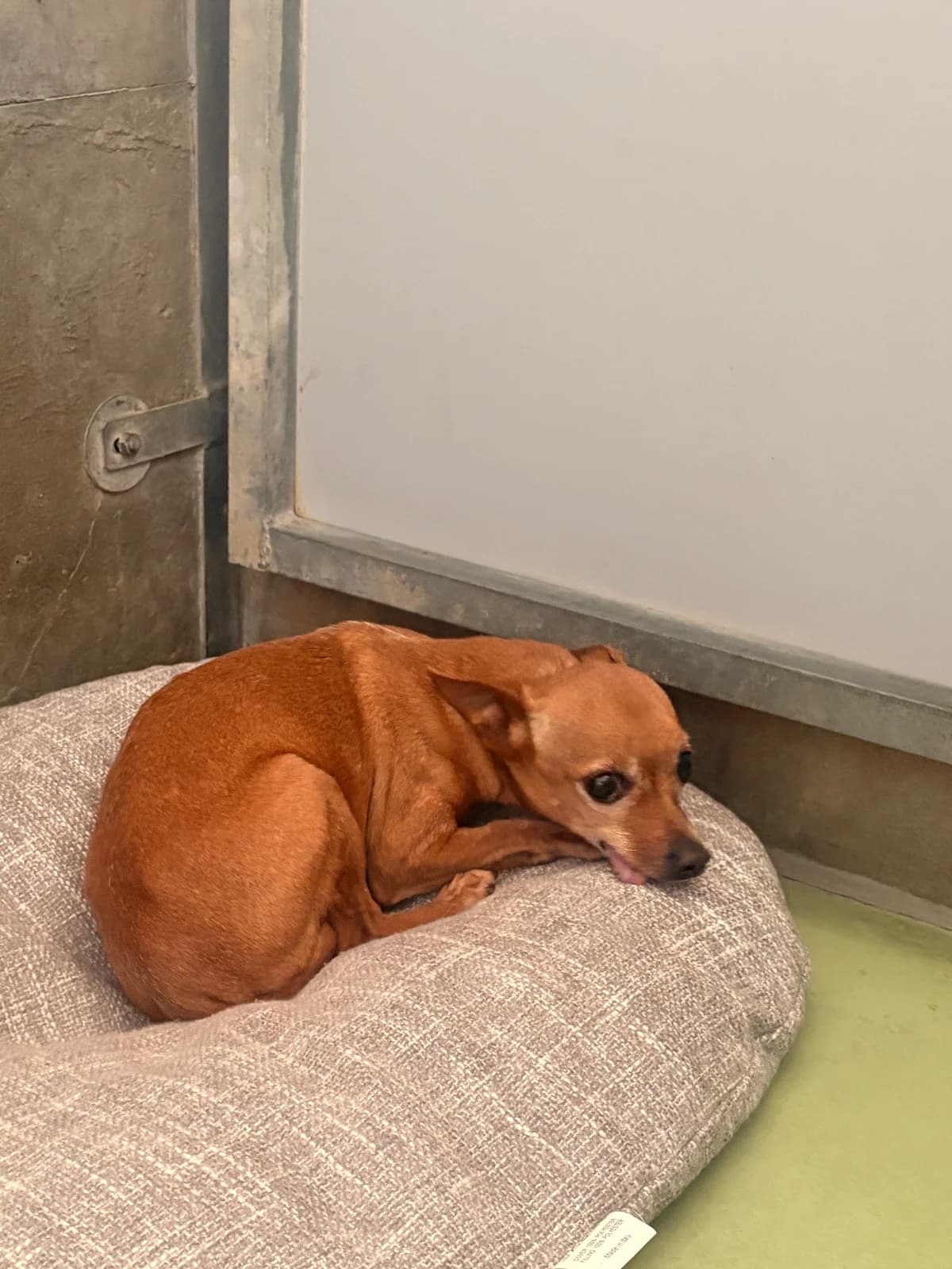 Pogo, female senior mixed breed for adoption at Croix Bleue Belgique — Refuge de Forest, Forest