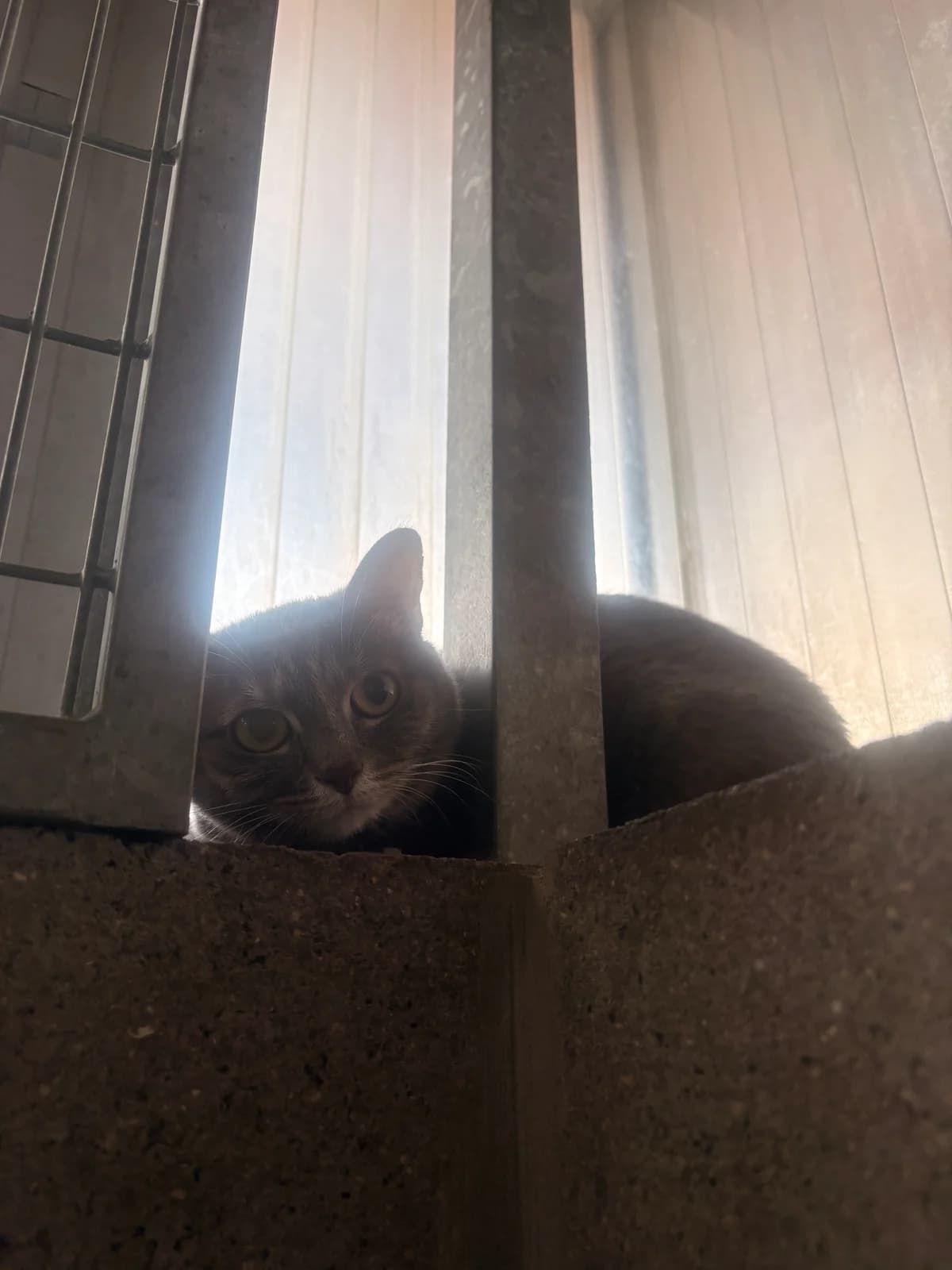 Rani, female 4yo European Shorthair for adoption at Croix Bleue Belgique — Refuge de Forest, Forest