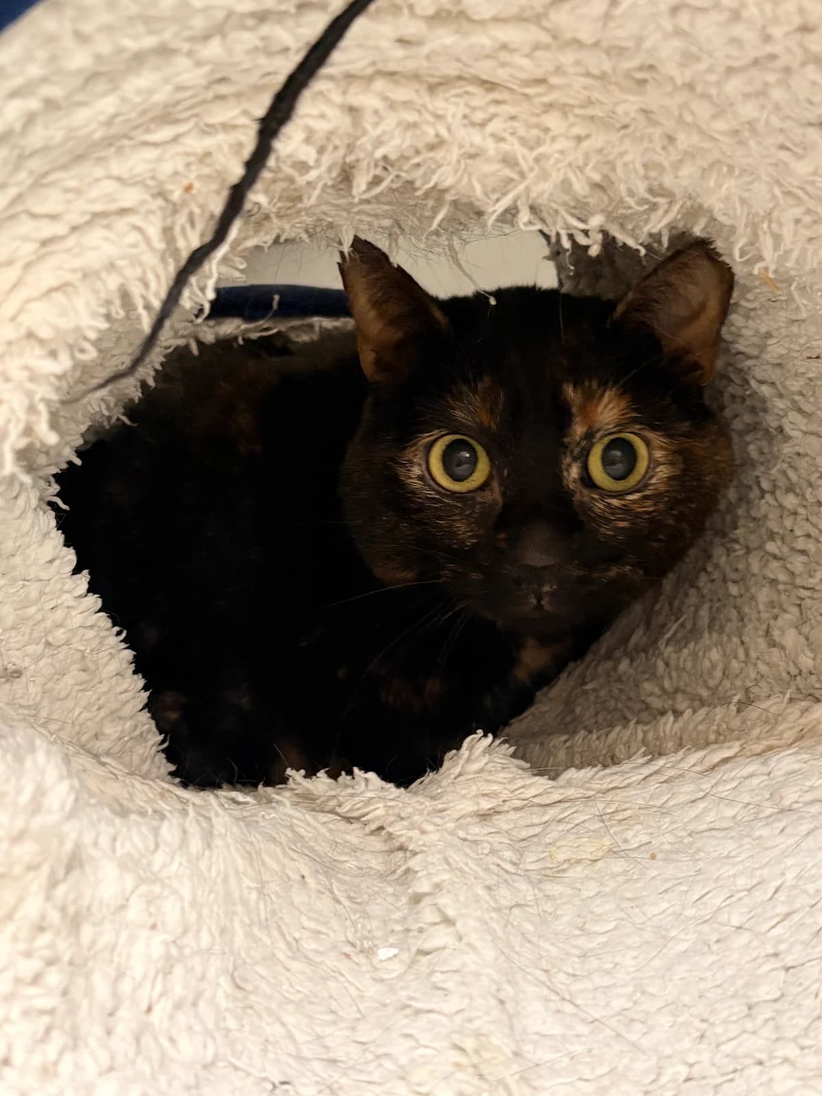 Ratje, female 6yo European Shorthair for adoption at Croix Bleue Belgique — Refuge de Forest, Forest