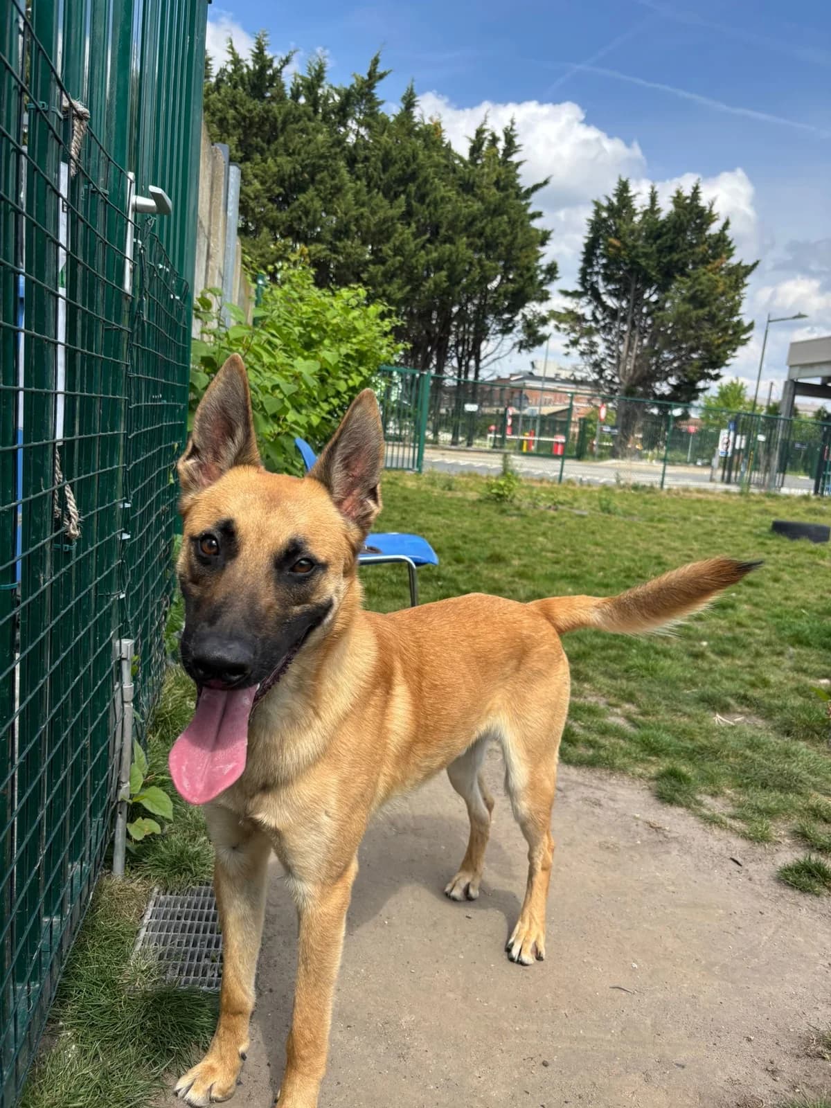 Rex, male young Belgian Malinois for adoption at Croix Bleue Belgique — Refuge de Forest, Forest
