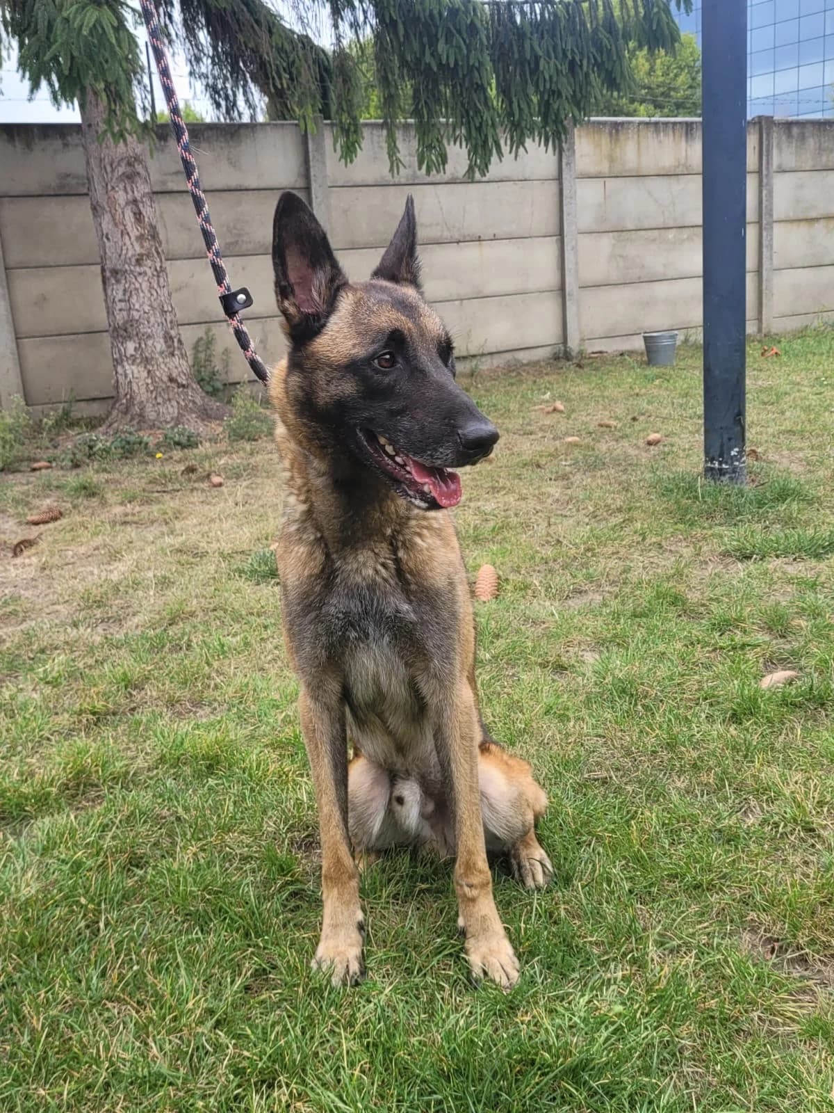Roy, male 3yo Belgian Malinois for adoption at Croix Bleue Belgique — Refuge de Forest, Forest