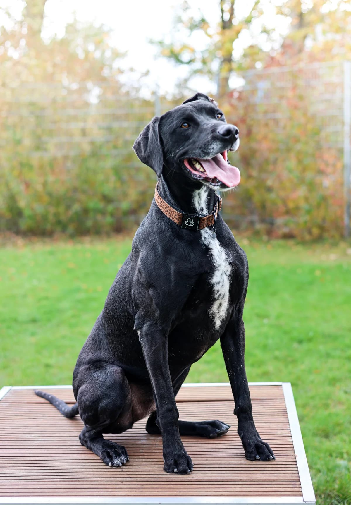 Shiva, female 7yo Pointer for adoption at Croix Bleue Belgique — Refuge de Forest, Forest
