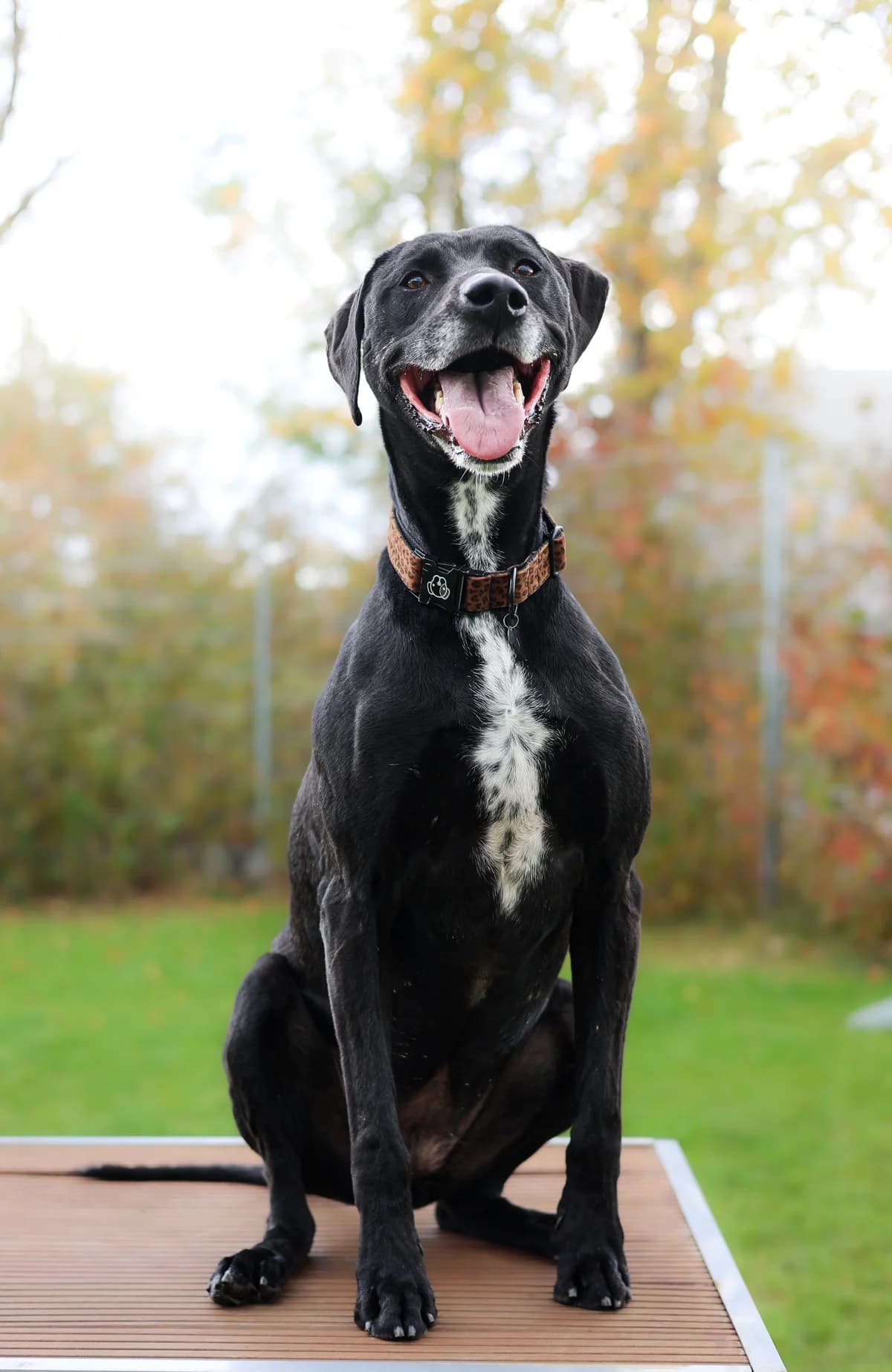 Shiva, female 7yo Pointer for adoption at Croix Bleue Belgique — Refuge de Forest, Forest