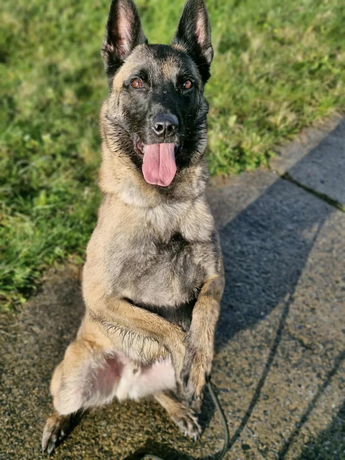 Simba, male 4yo Belgian Malinois for adoption at Croix Bleue Belgique — Refuge de Forest, Forest