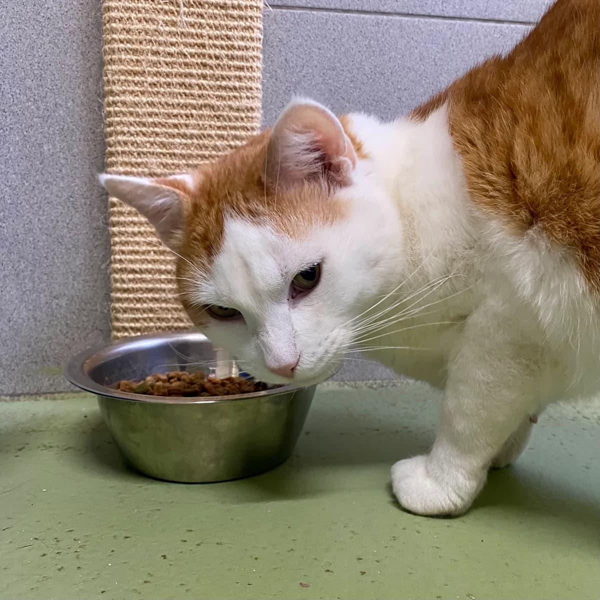 Stuart, male 4yo European Shorthair for adoption at Croix Bleue Belgique — Refuge de Forest, Forest