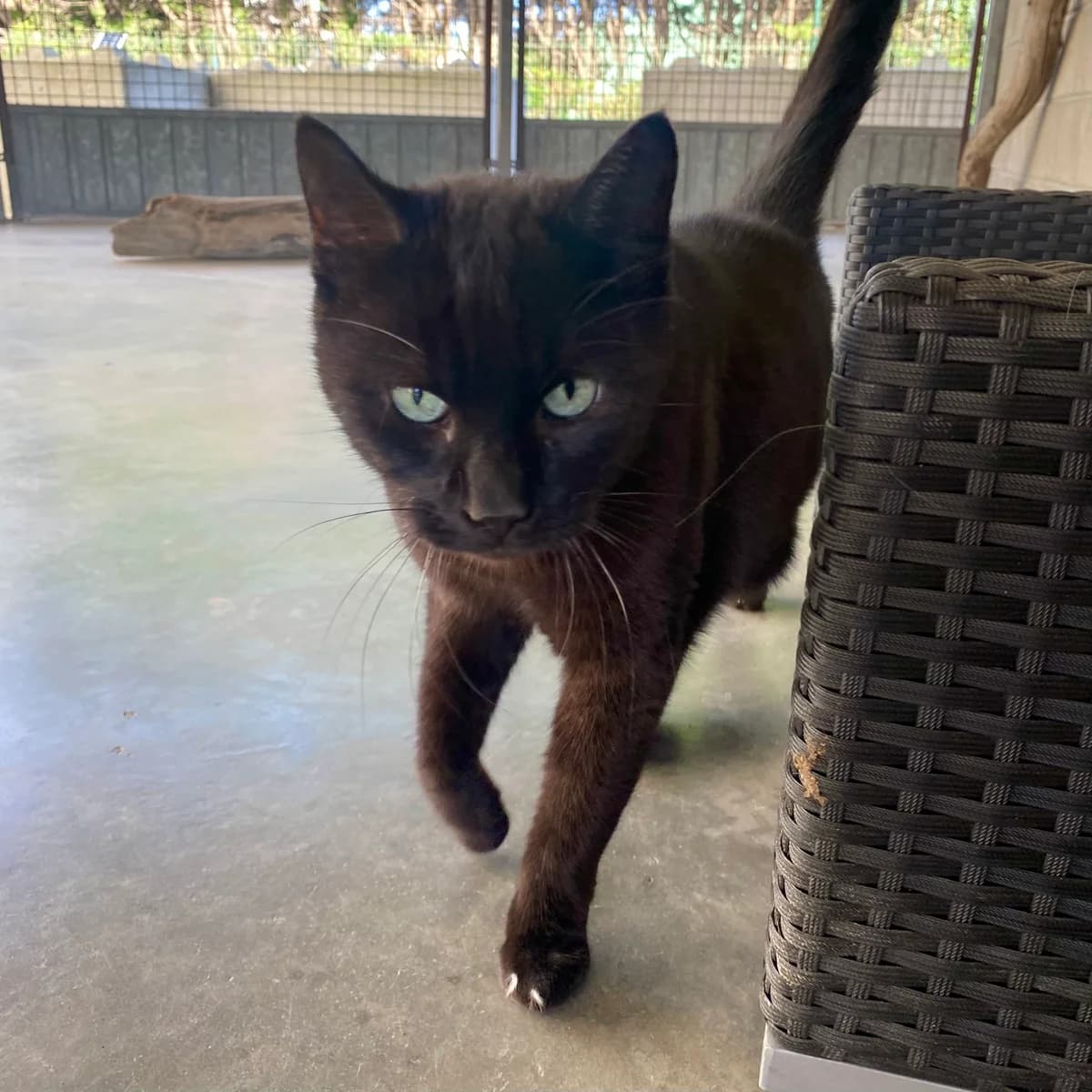 Sweety, male 7yo European Shorthair for adoption at Croix Bleue Belgique — Refuge de Forest, Forest