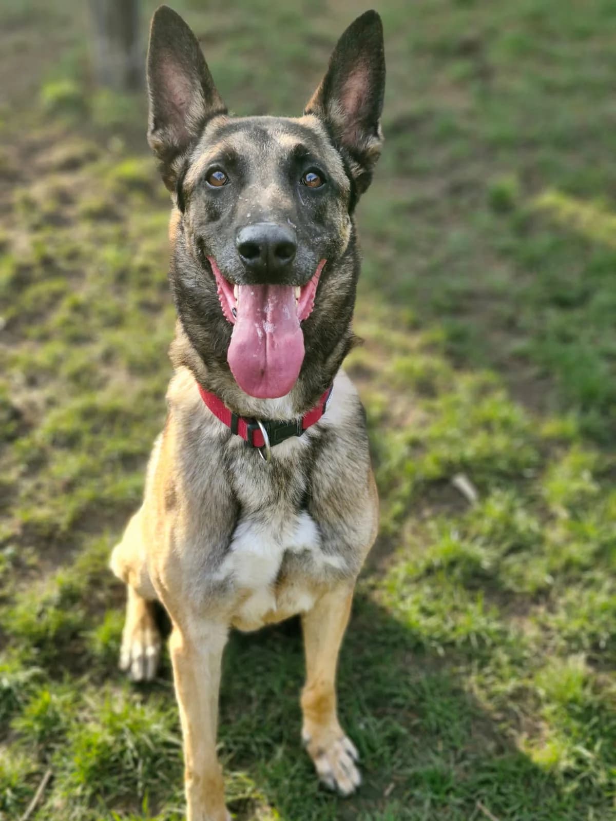 S’zion, male Belgian Malinois for adoption at Croix Bleue Belgique — Refuge de Forest, Forest
