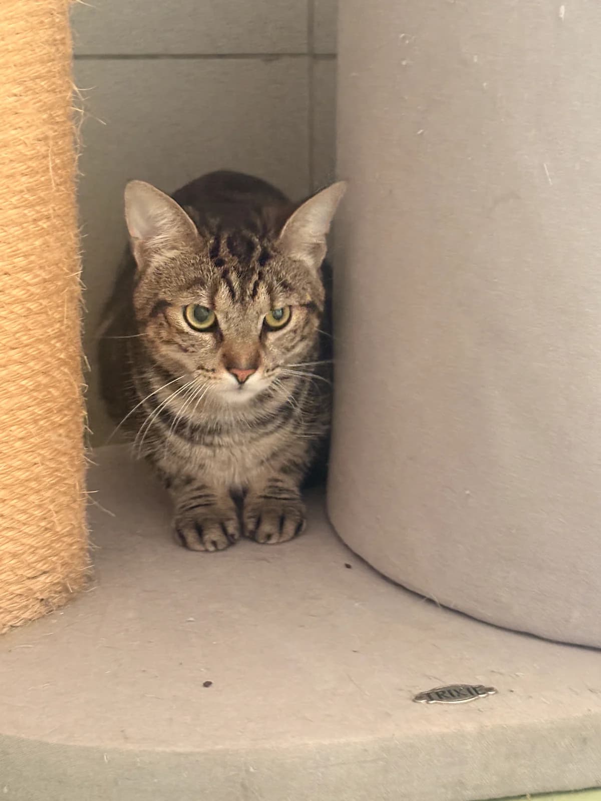 Tigrou, male young European Shorthair for adoption at Croix Bleue Belgique — Refuge de Forest, Forest