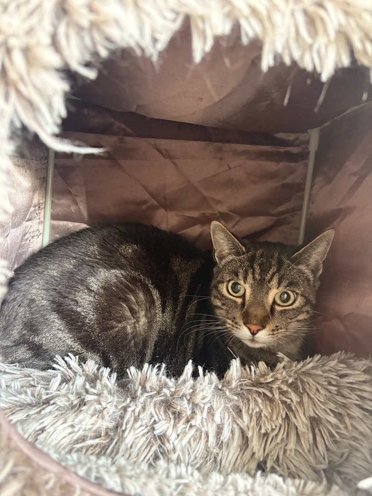 Tokyo, male 3yo European Shorthair for adoption at Croix Bleue Belgique — Refuge de Forest, Forest