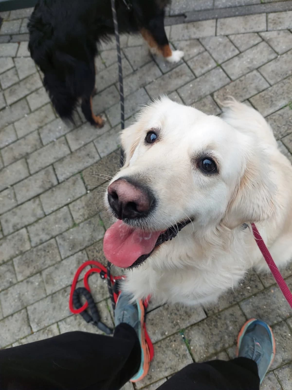 Tya, female young Golden Retriever for adoption at Croix Bleue Belgique — Refuge de Forest, Forest