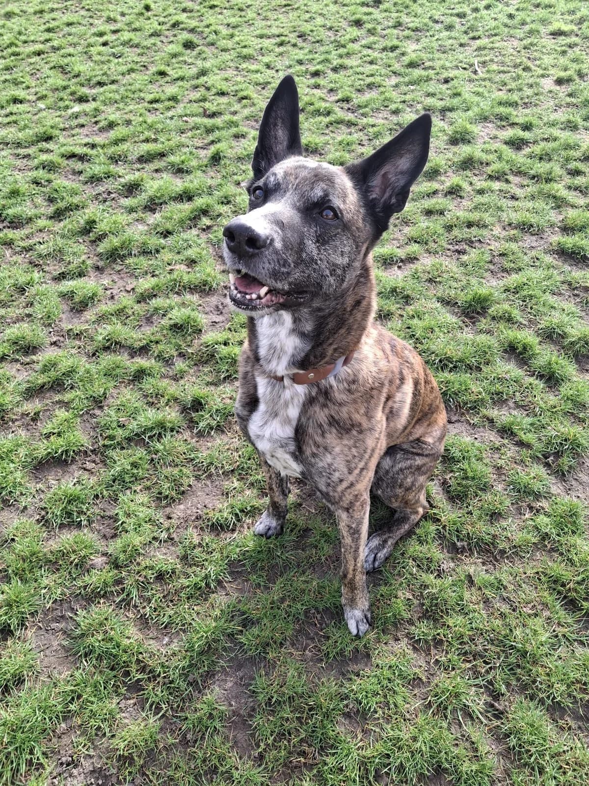 Vigo, male senior mixed breed for adoption at Croix Bleue Belgique — Refuge de Forest, Forest