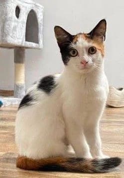 Twilly, lapjes female puppy European Shorthair for adoption at Dierenasiel De Knuffelpootjes, Menen