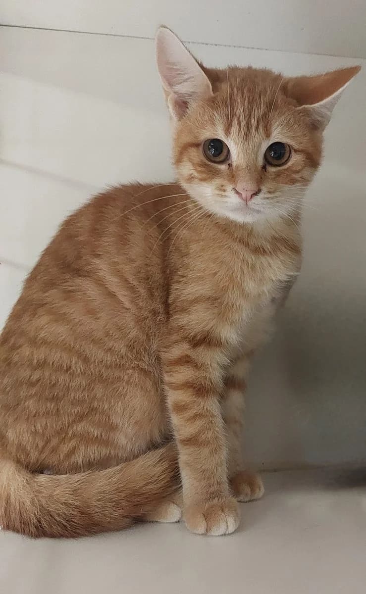 WEASLY, andere female puppy European Shorthair for adoption at Dierenasiel De Knuffelpootjes, Menen