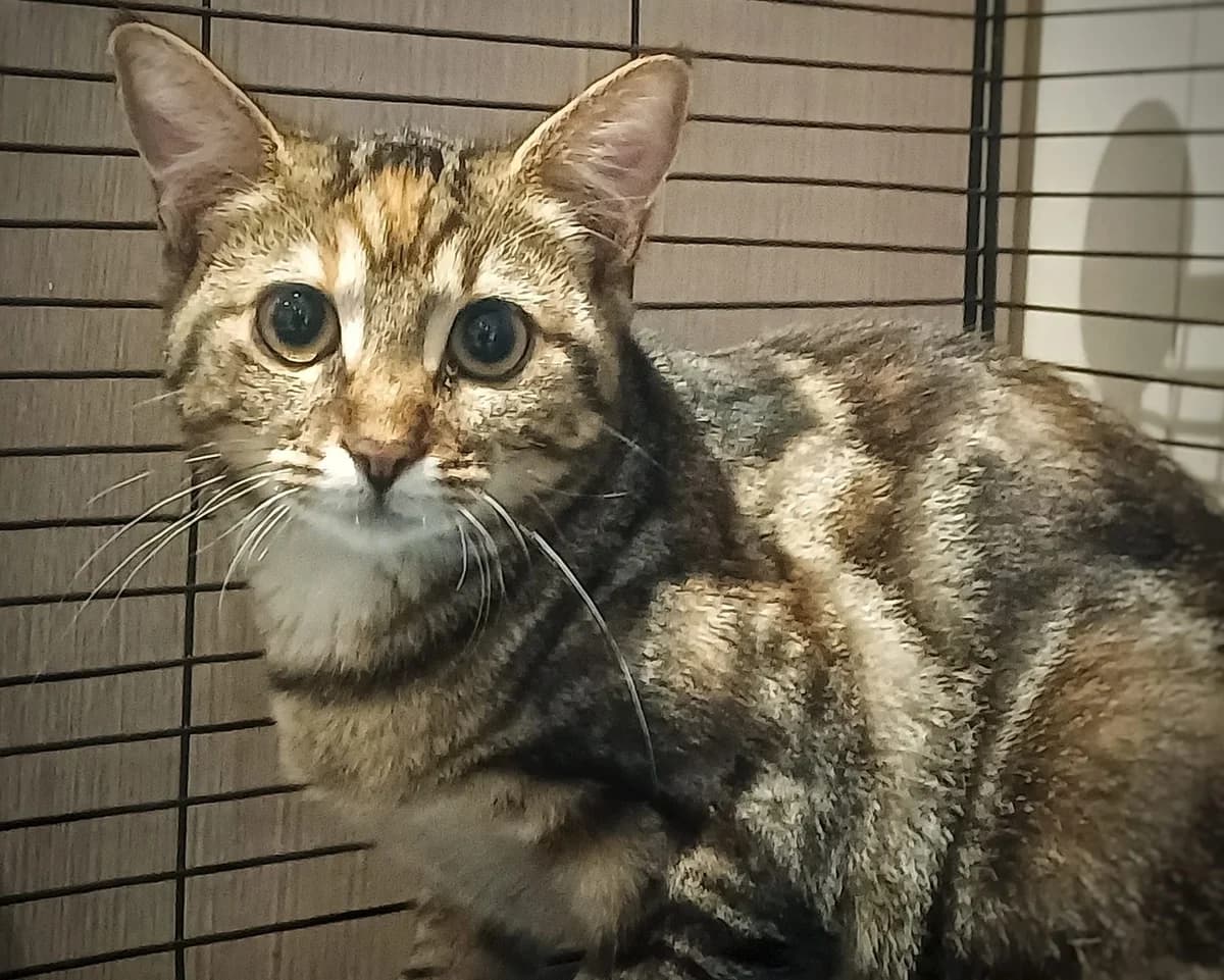 Leia, tijger female puppy European Shorthair for adoption at Dierenasiel De Knuffelpootjes, Menen