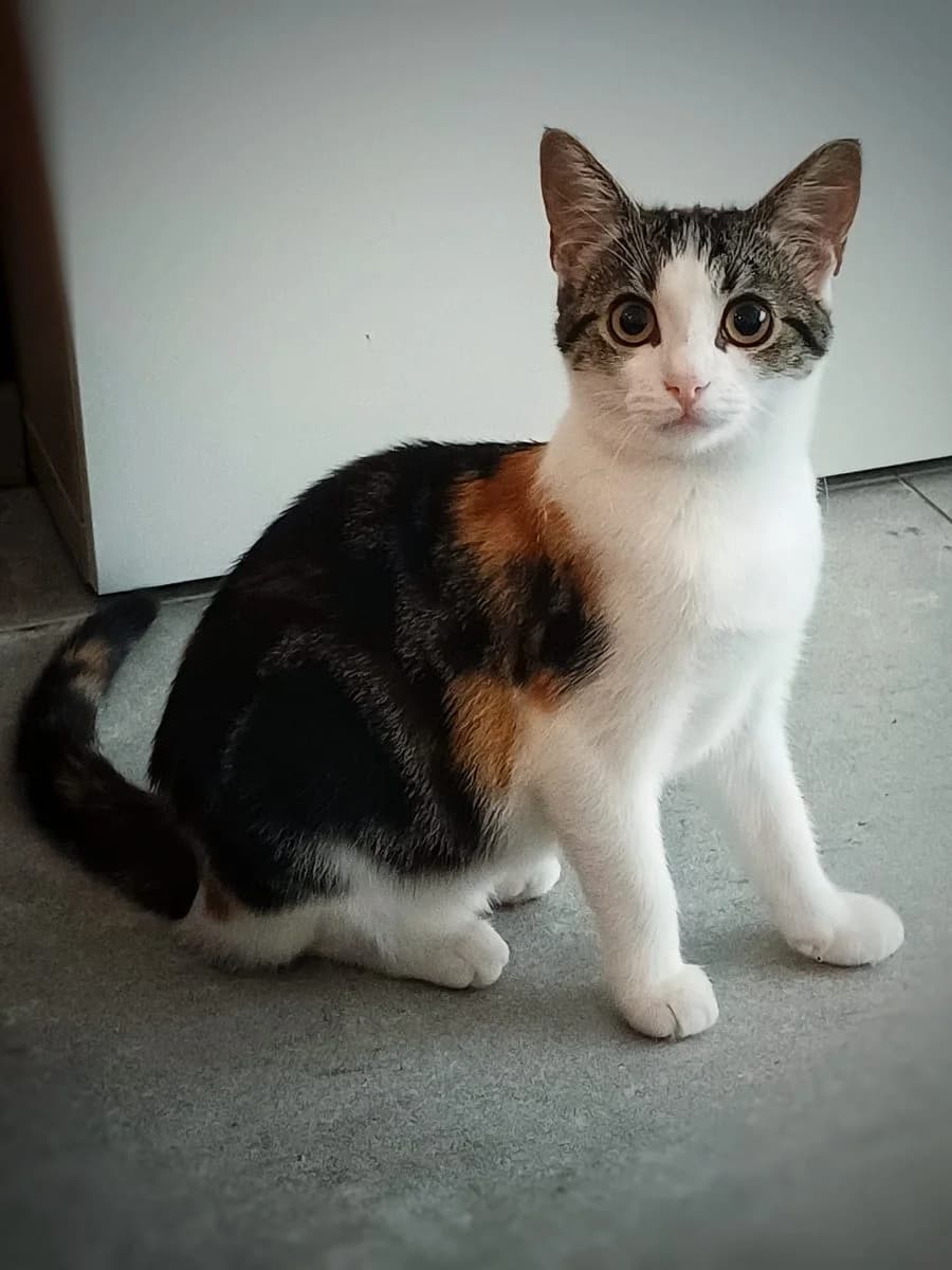 Nova, schildpad female puppy European Shorthair for adoption at Dierenasiel De Knuffelpootjes, Menen