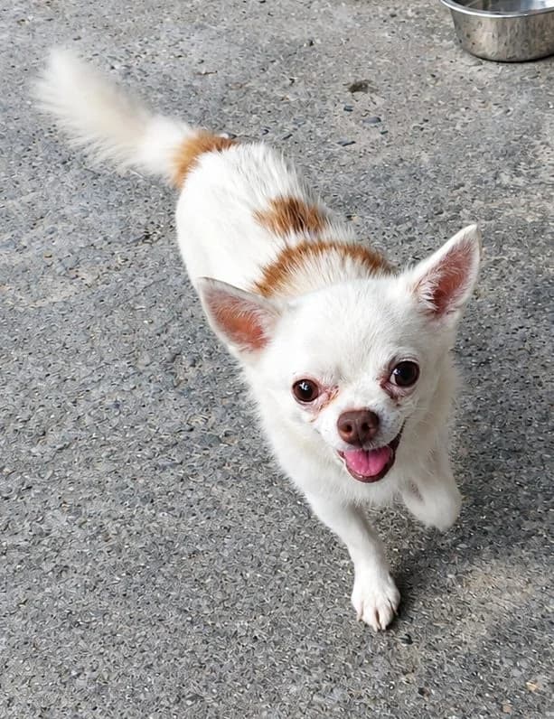 King, male 6yo Chihuahua for adoption at Dierenasiel De Knuffelpootjes, Menen