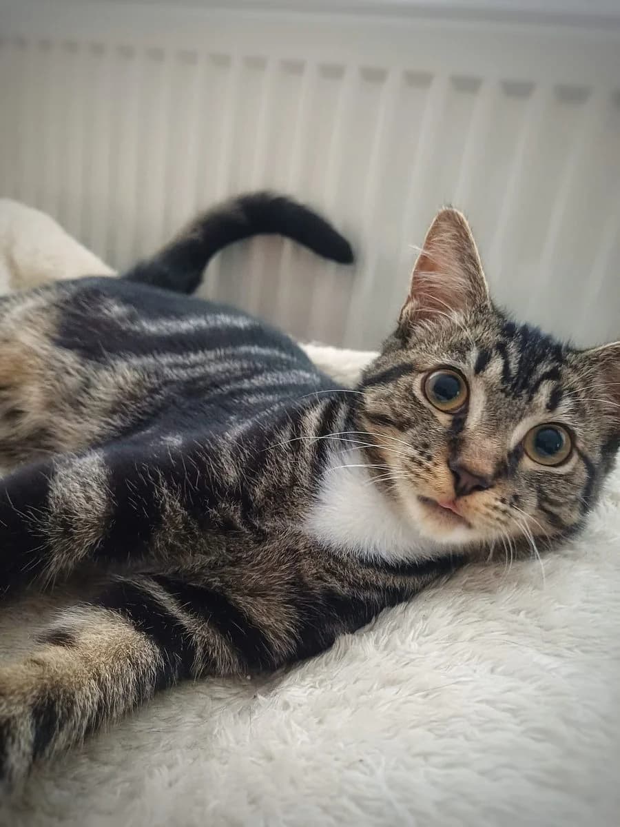 Rocky, tijger male puppy European Shorthair for adoption at Dierenasiel De Knuffelpootjes, Menen