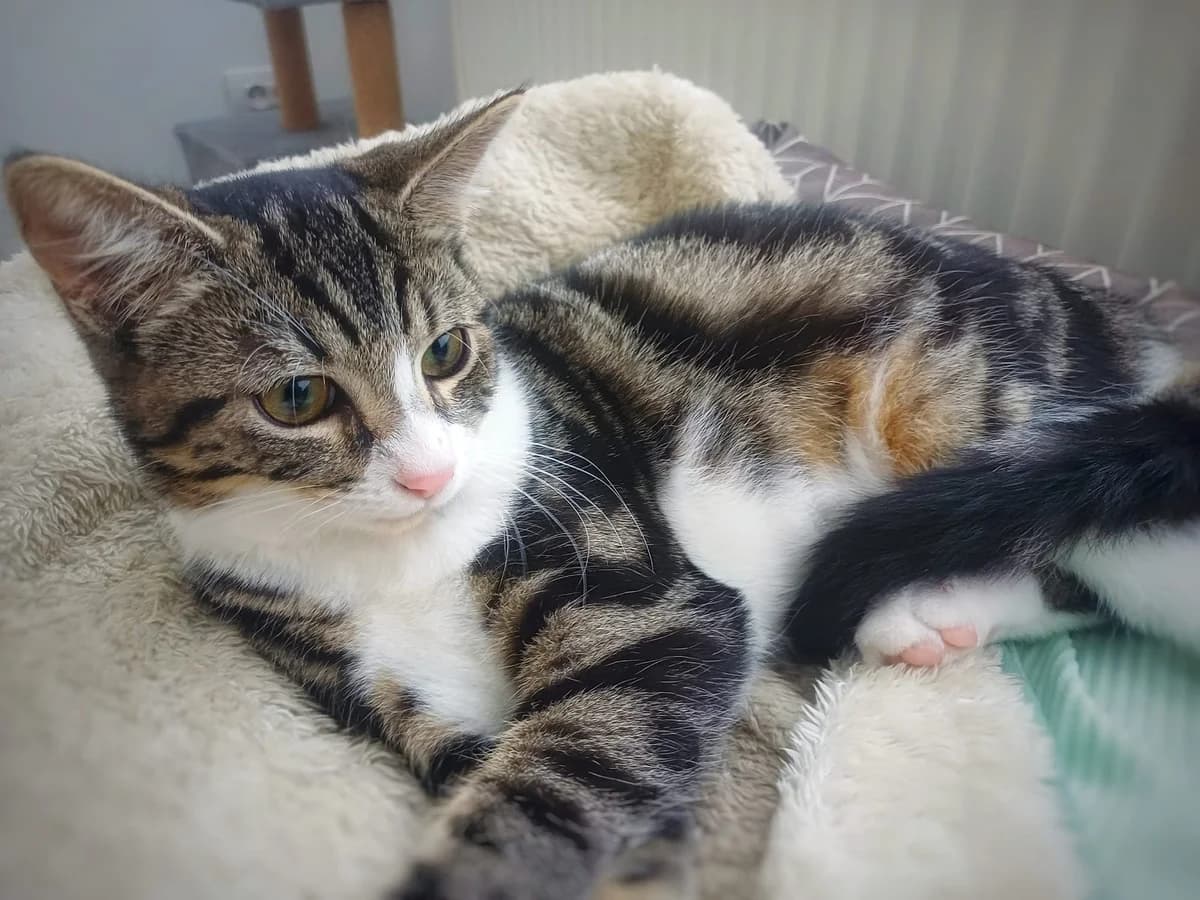 Joey, andere male puppy European Shorthair for adoption at Dierenasiel De Knuffelpootjes, Menen