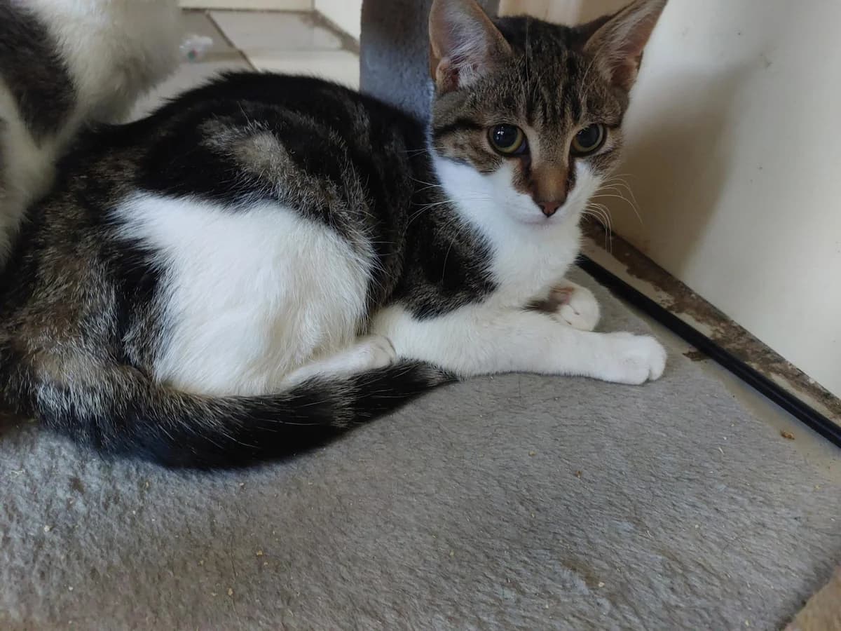 Wonka, tijger male puppy European Shorthair for adoption at Dierenasiel De Knuffelpootjes, Menen