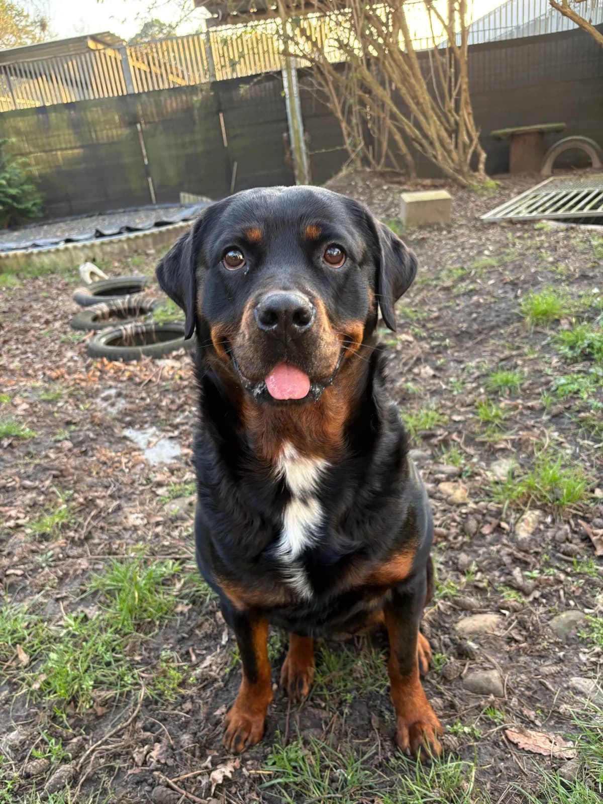 Katten,  Mixed Breed for adoption at Dierenasiel Genk, Genk