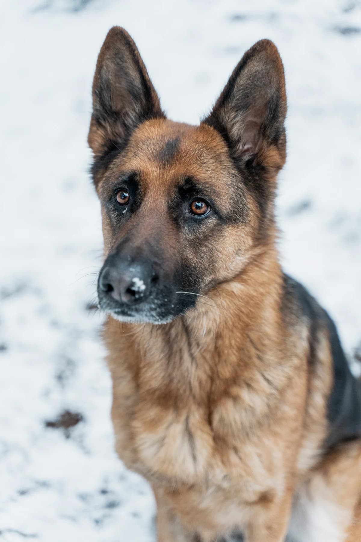 Katten,  Mixed Breed for adoption at Dierenasiel Genk, Genk — photo 2 of 6