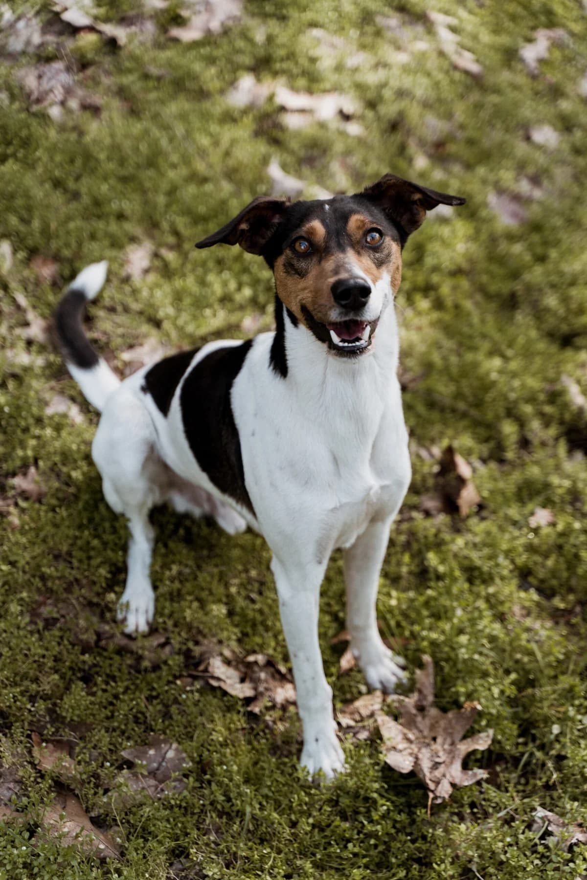 Katten,  Mixed Breed for adoption at Dierenasiel Genk, Genk — photo 4 of 6