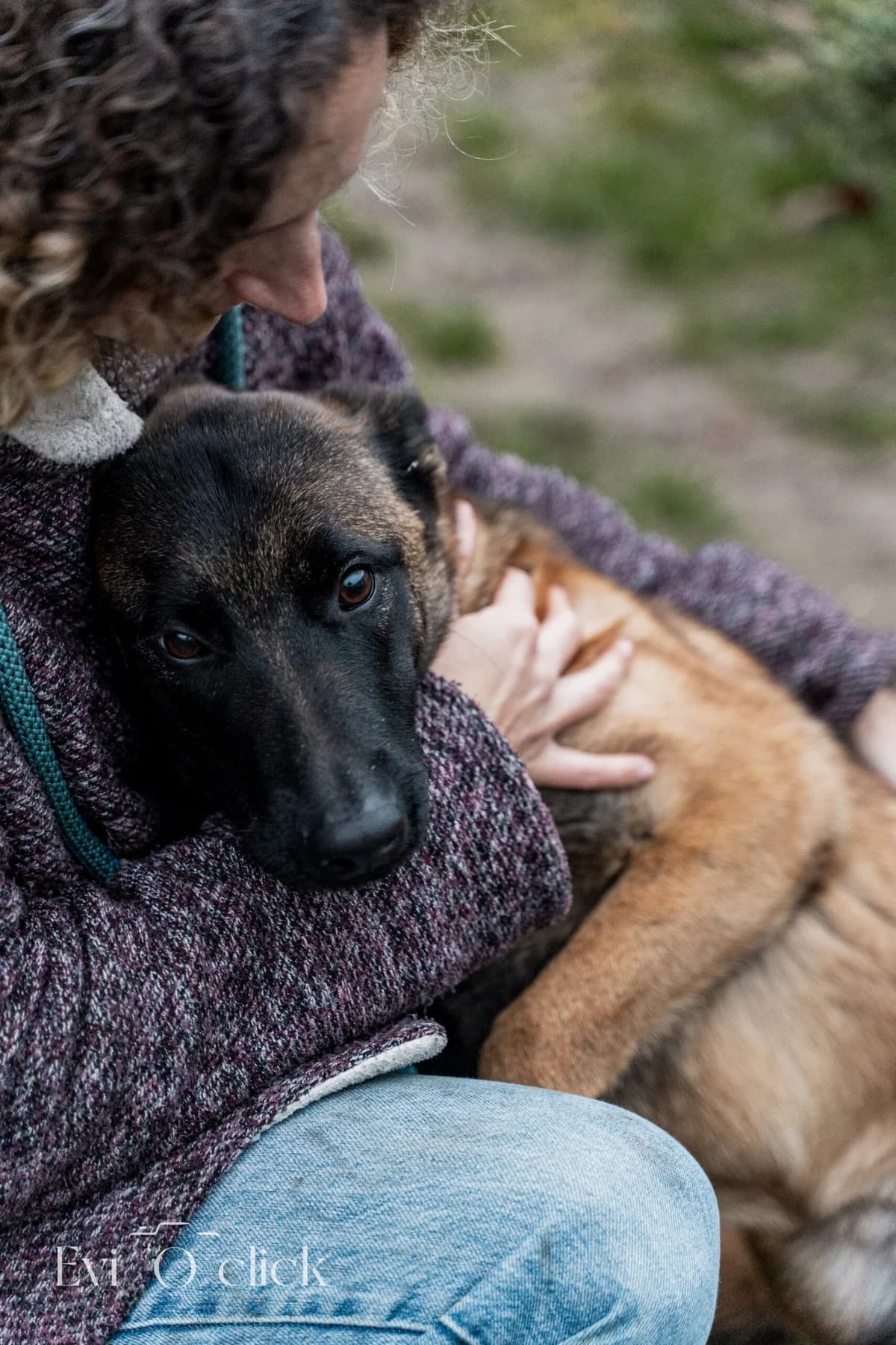 Katten,  Mixed Breed for adoption at Dierenasiel Genk, Genk — photo 5 of 6
