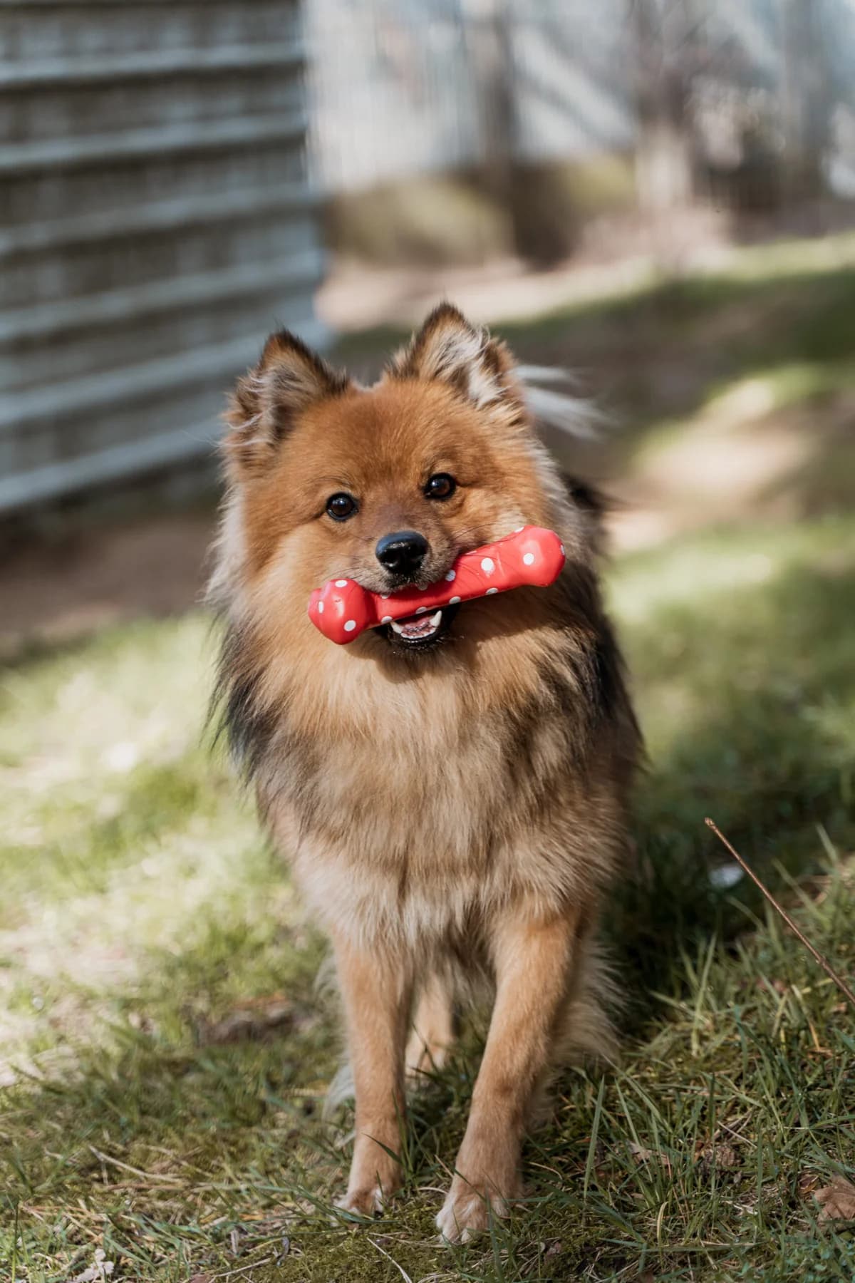 Katten,  Mixed Breed for adoption at Dierenasiel Genk, Genk — photo 6 of 6