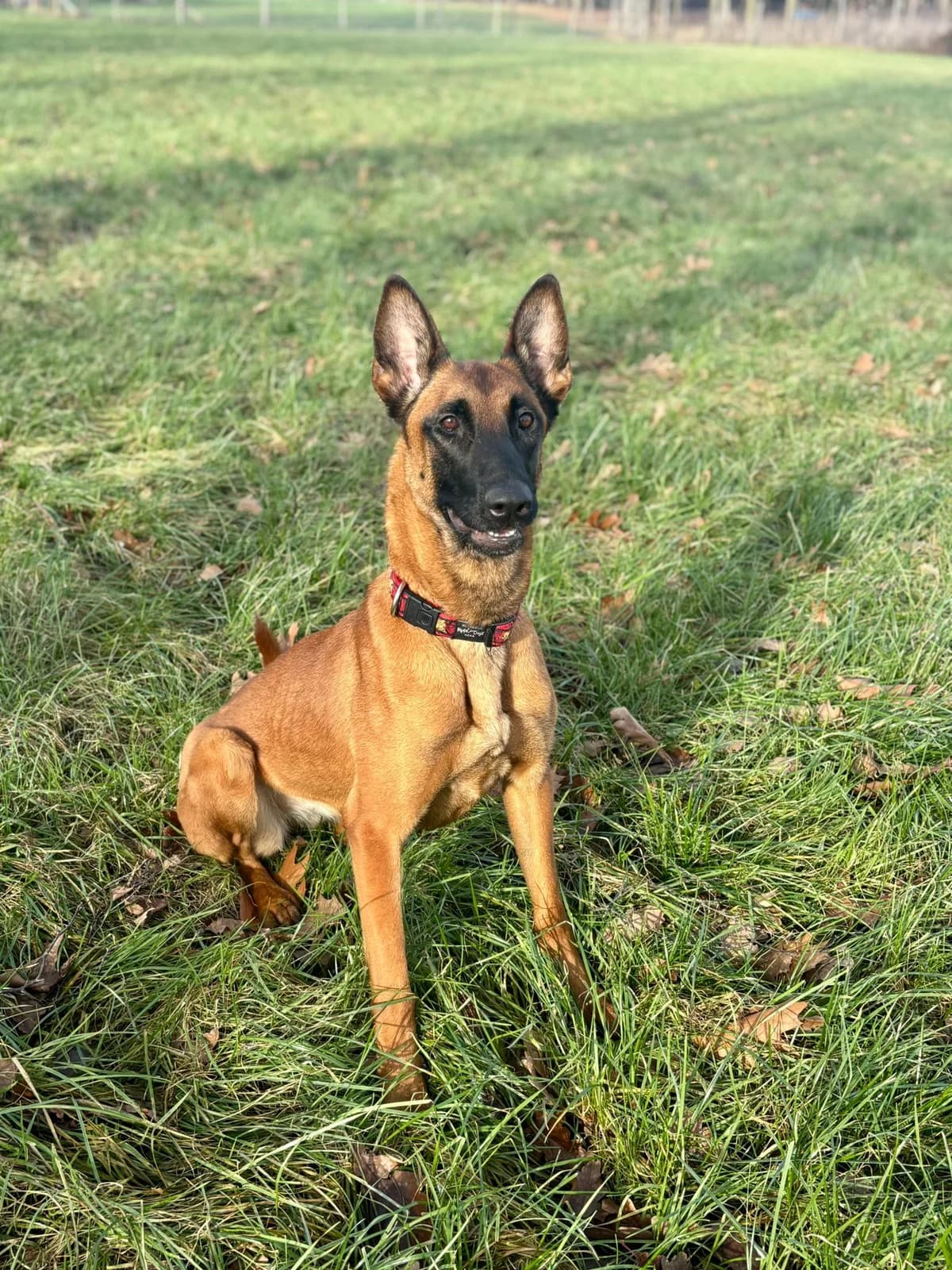 Honden,  Mixed Breed for adoption at Dierenasiel Genk, Genk — photo 7 of 12