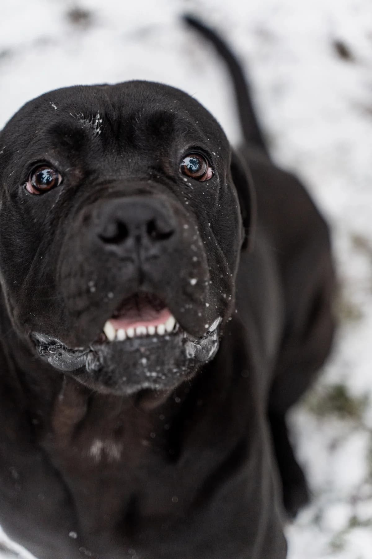 Honden,  Mixed Breed for adoption at Dierenasiel Genk, Genk — photo 8 of 12