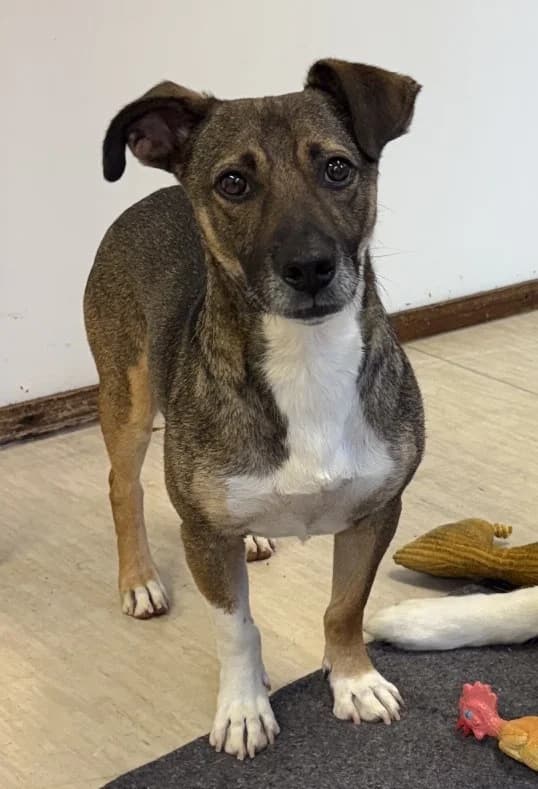 Bono, male 3yo mixed breed for adoption at Dierenasiel Genk, Genk