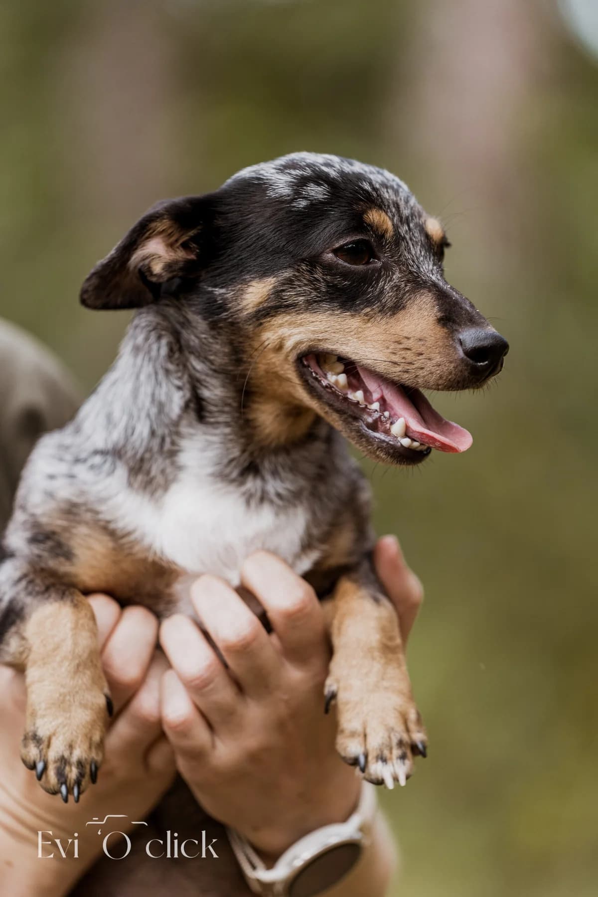 Dua, male young Jack Russell Terrier for adoption at Dierenasiel Genk, Genk