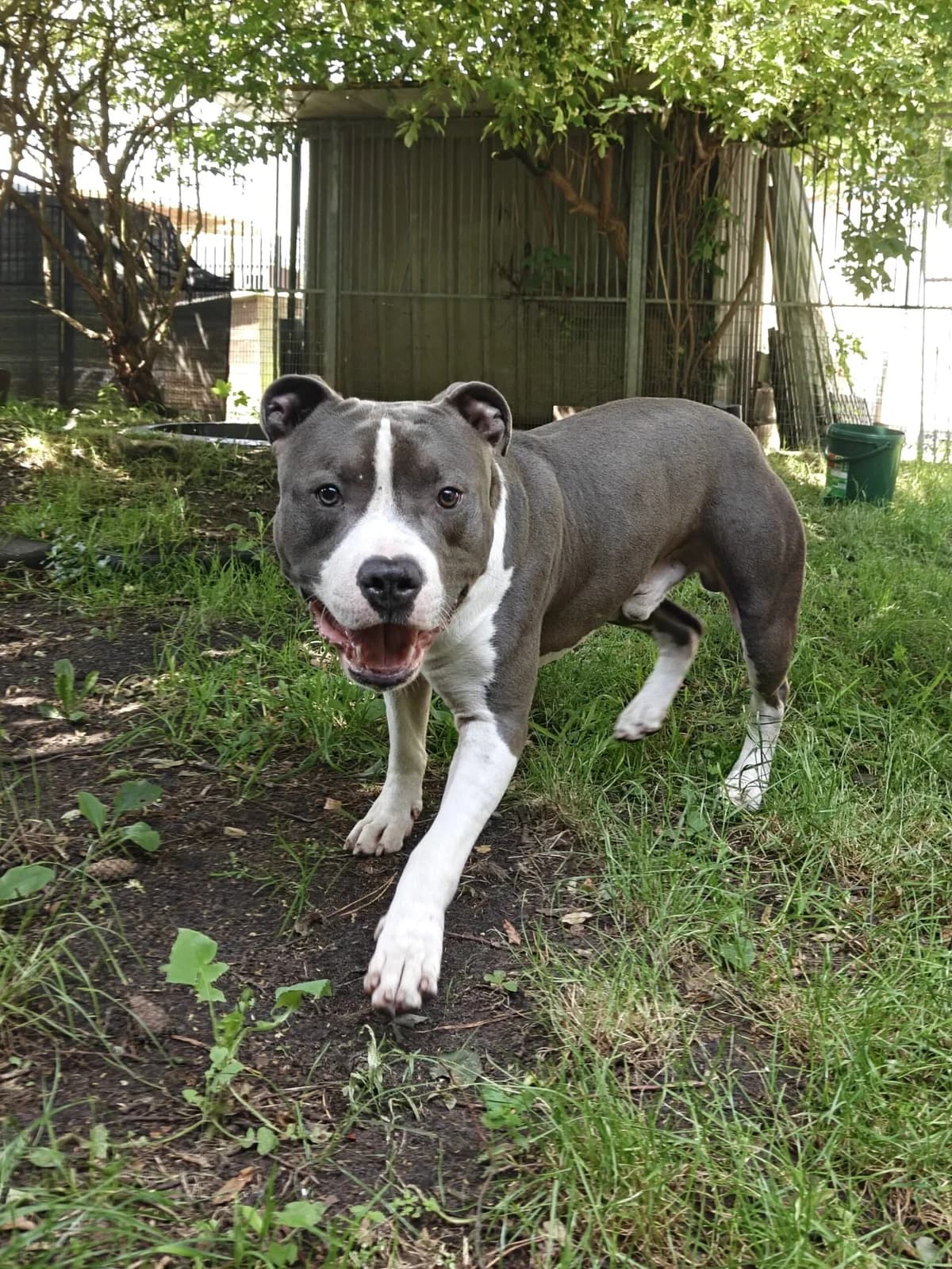 Kai, male young Staffordshire Bull Terrier for adoption at Dierenasiel Genk, Genk