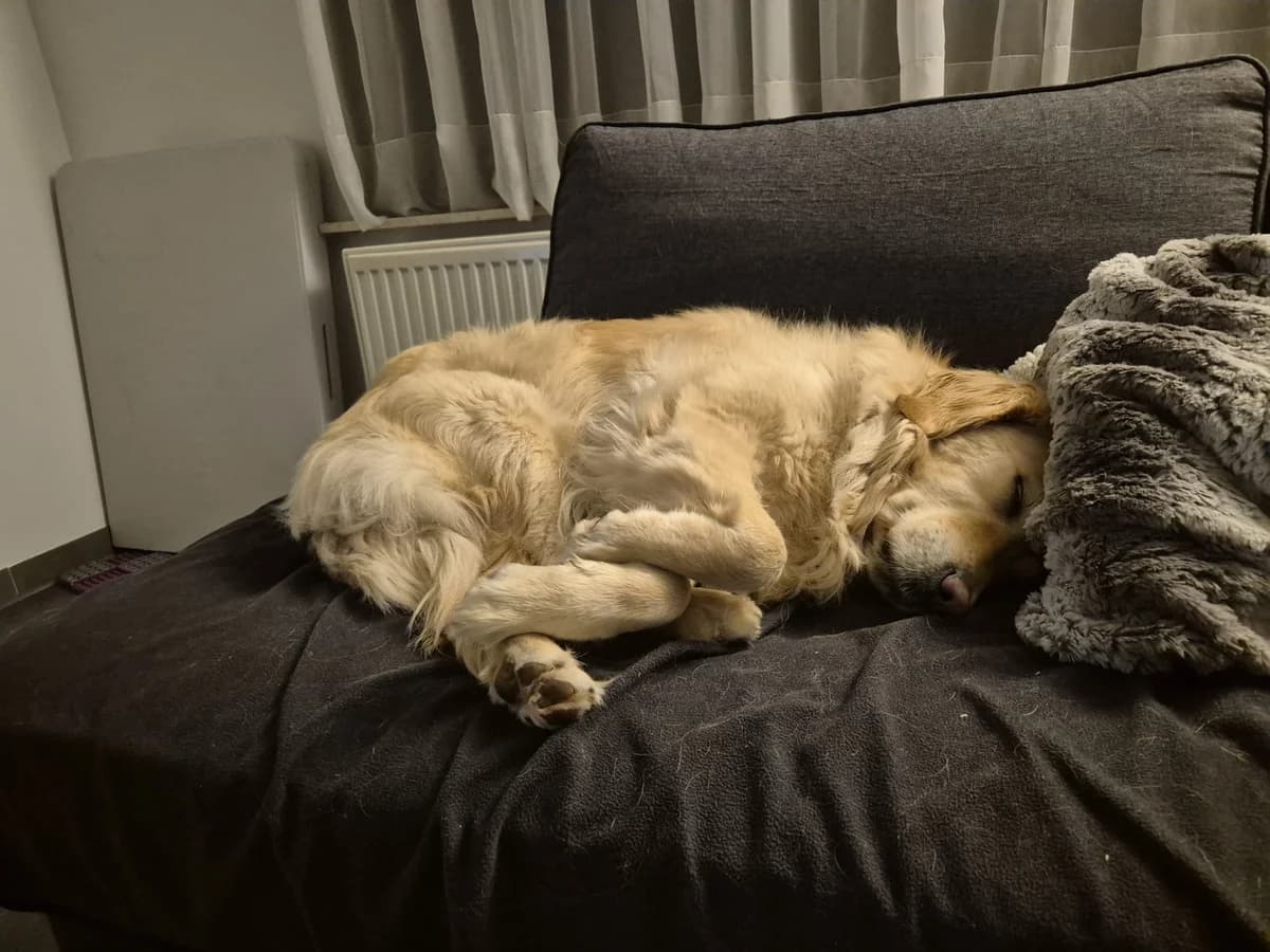 Luna,  Golden Retriever for adoption at Dierenasiel Genk, Genk — photo 2 of 4