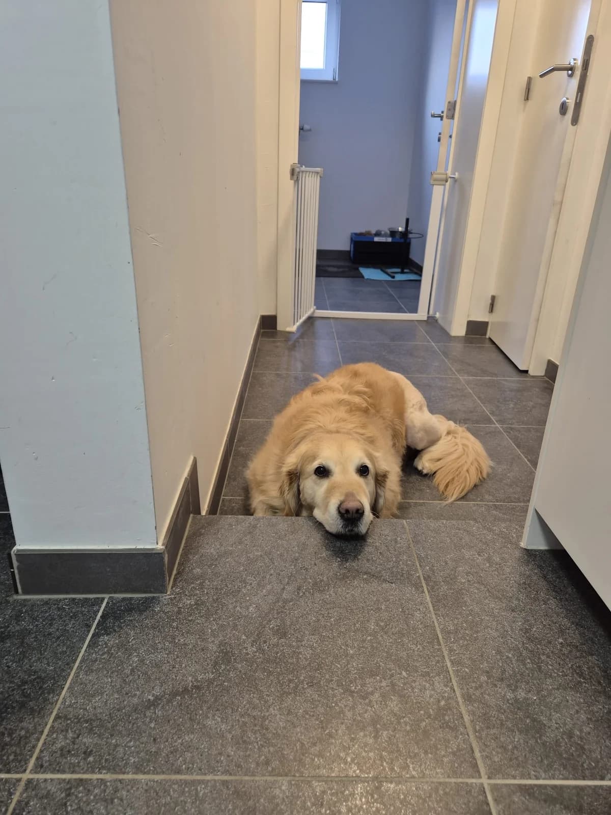 Luna,  Golden Retriever for adoption at Dierenasiel Genk, Genk — photo 3 of 4