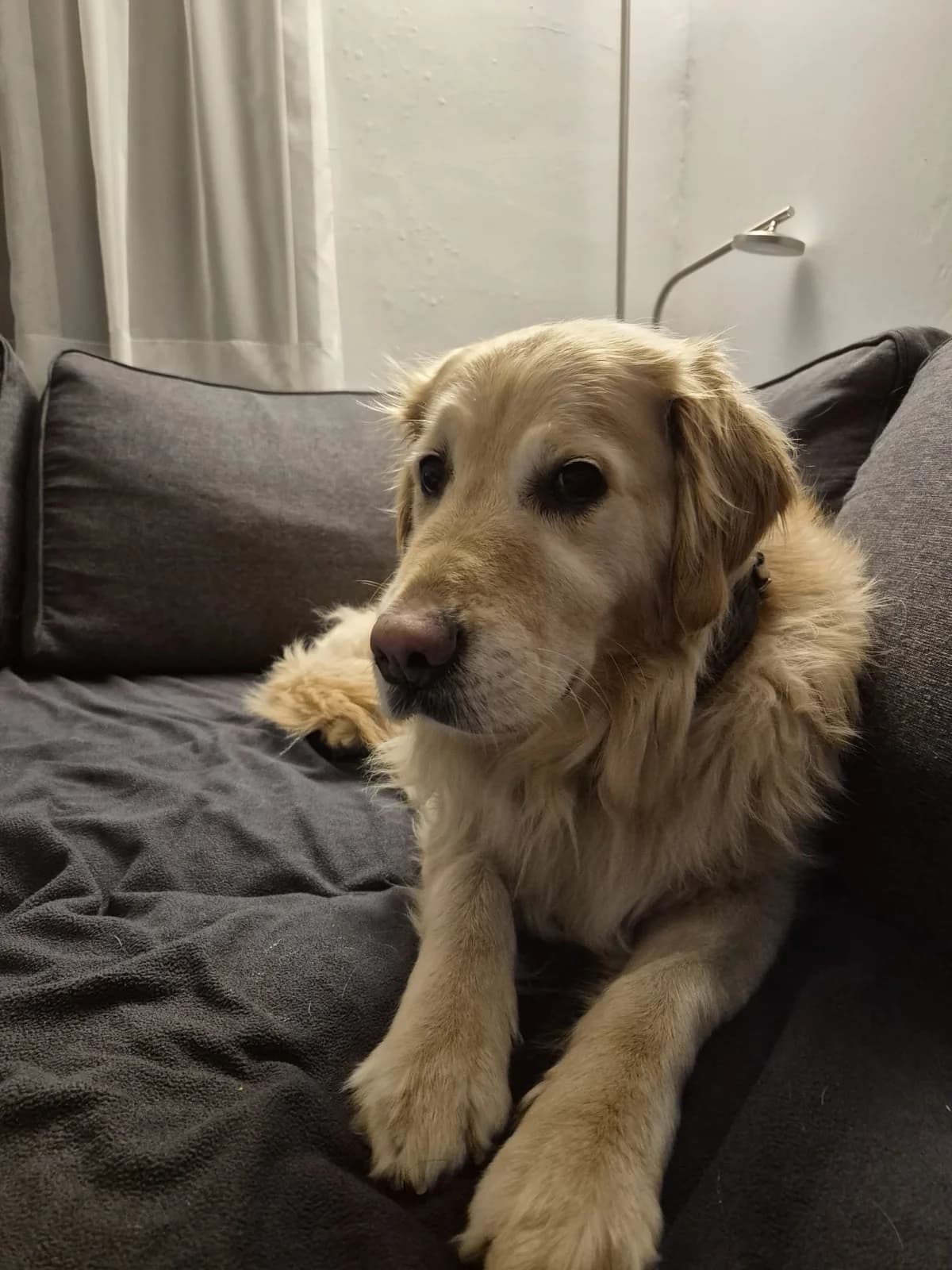 Luna,  Golden Retriever for adoption at Dierenasiel Genk, Genk — photo 4 of 4