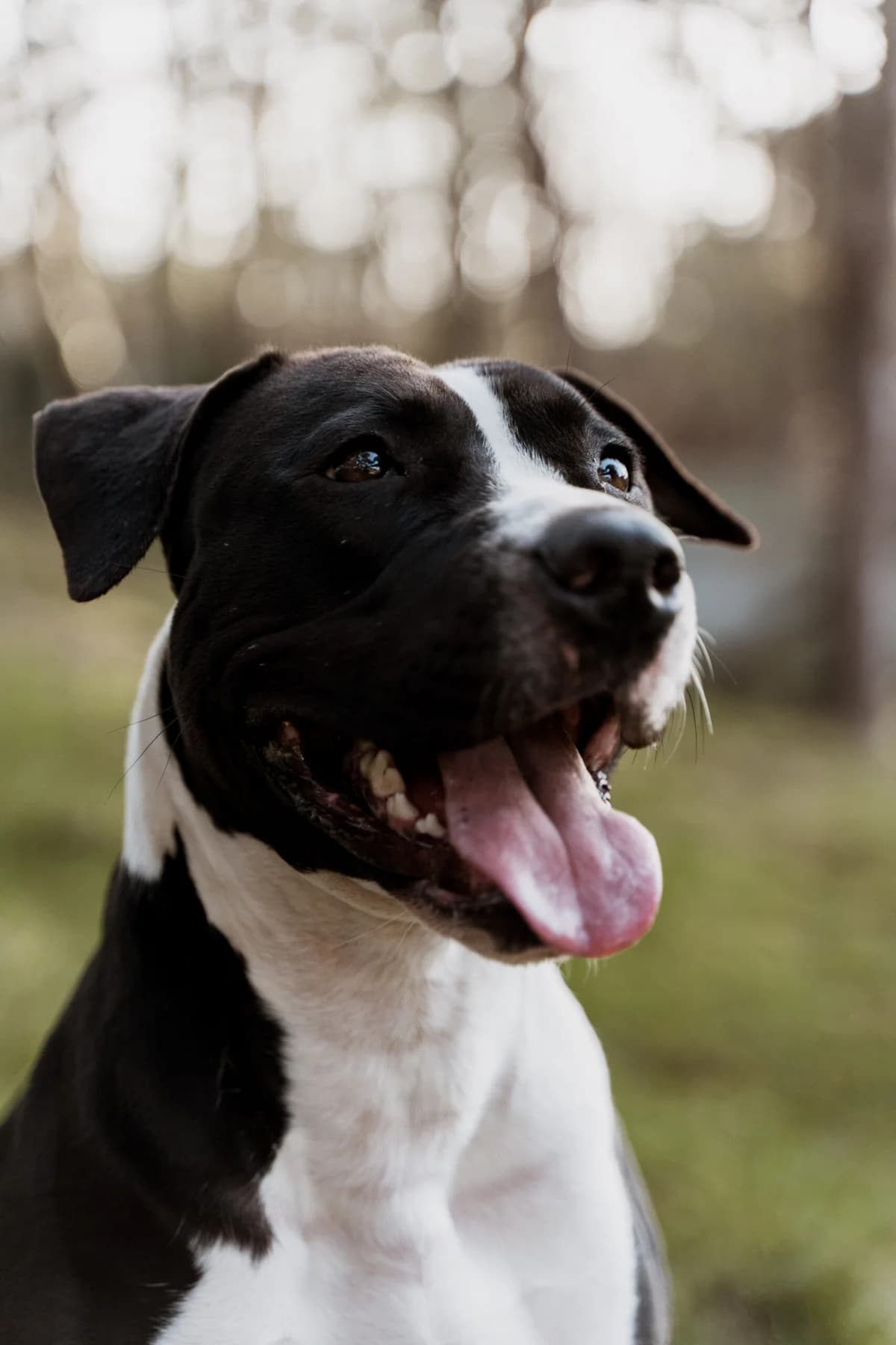 Nena, male senior Staffordshire Bull Terrier for adoption at Dierenasiel Genk, Genk