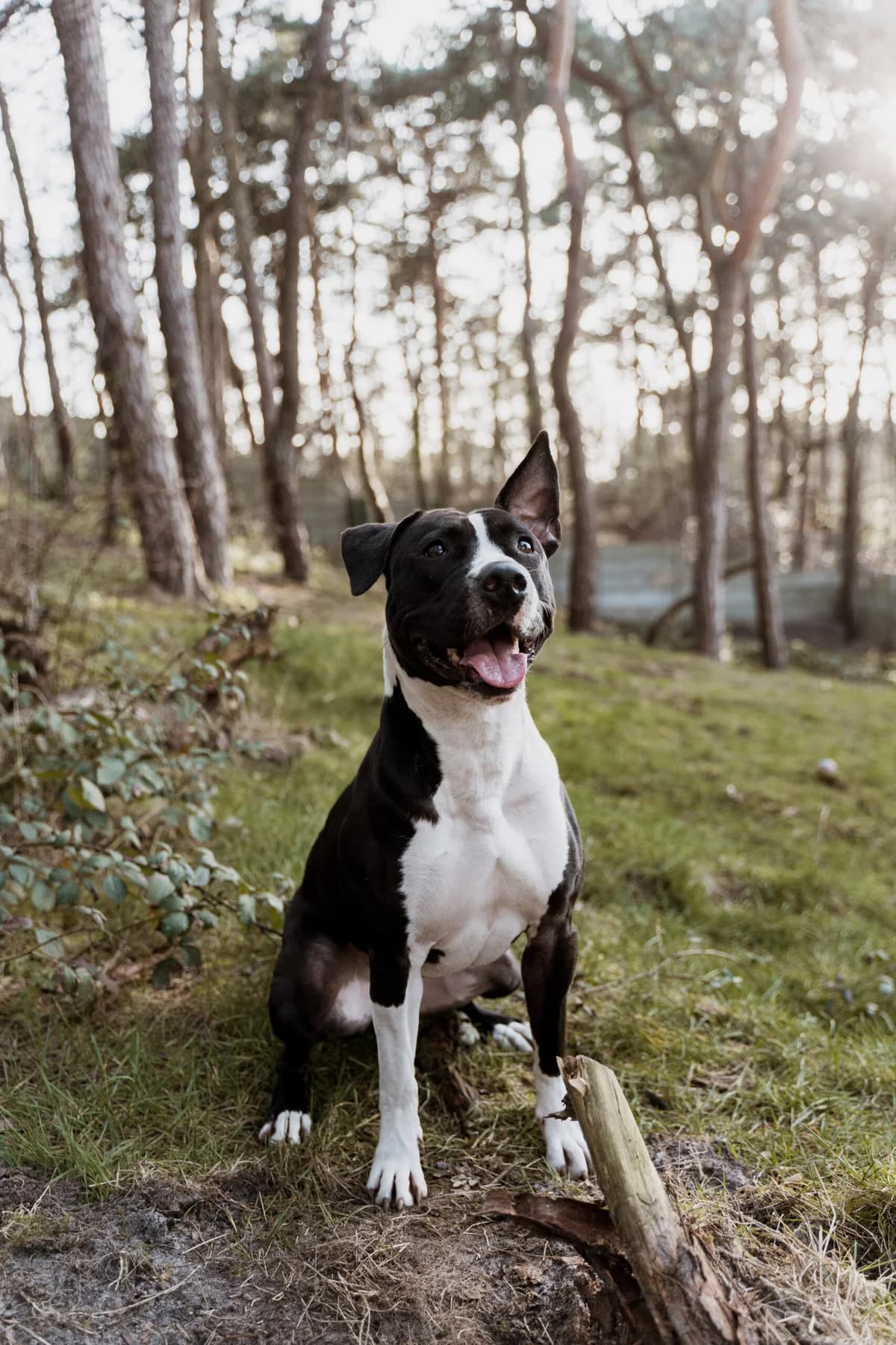 Nena, male Staffordshire Bull Terrier for adoption at Dierenasiel Genk, Genk — photo 2 of 4