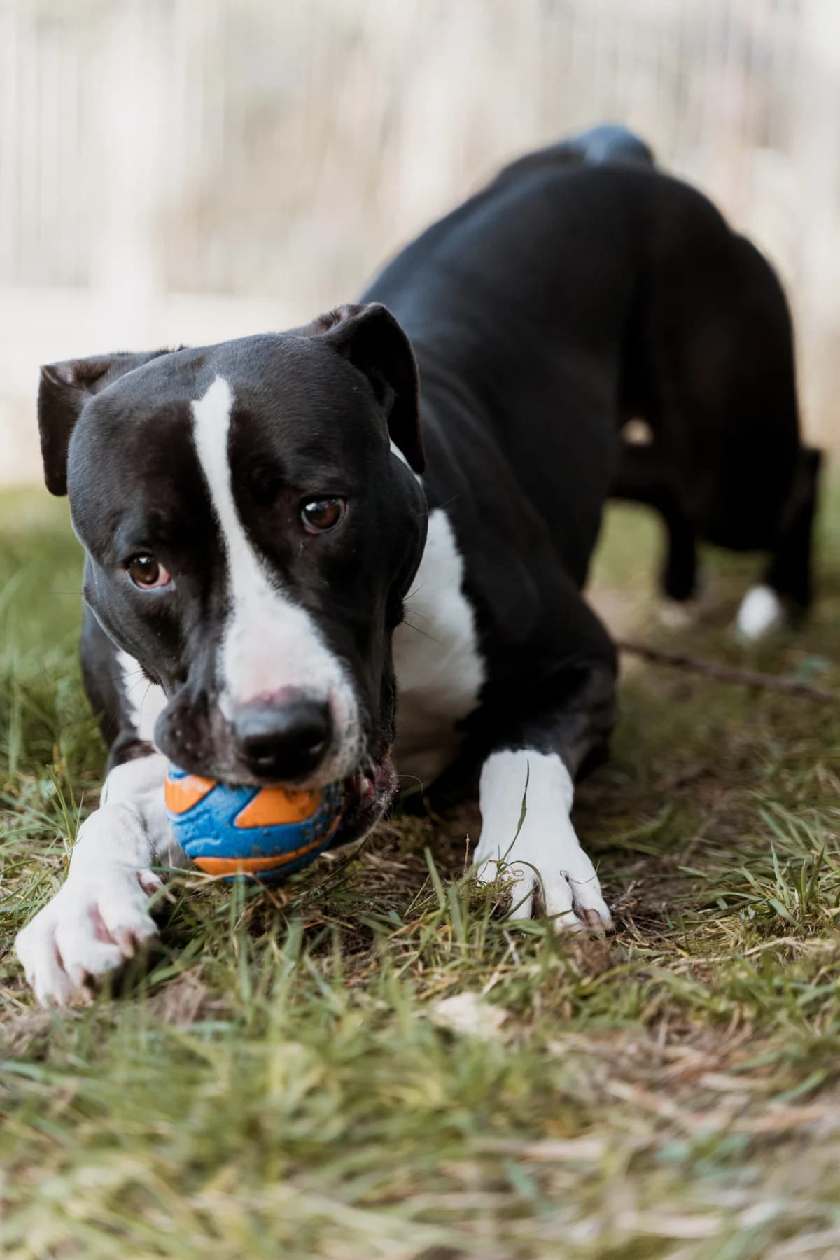 Nena, male Staffordshire Bull Terrier for adoption at Dierenasiel Genk, Genk — photo 3 of 4