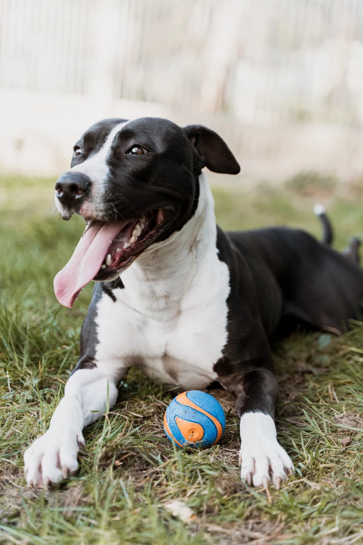 Nena, male Staffordshire Bull Terrier for adoption at Dierenasiel Genk, Genk — photo 4 of 4
