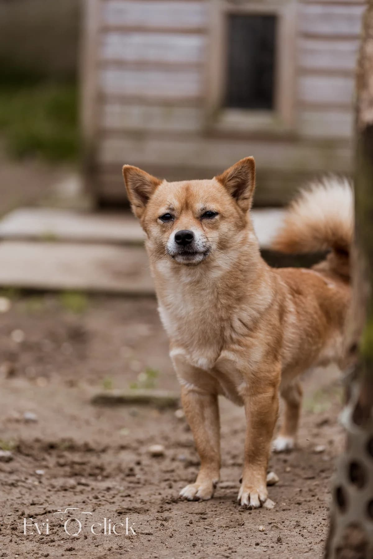 Rex, male 4yo mixed breed for adoption at Dierenasiel Genk, Genk