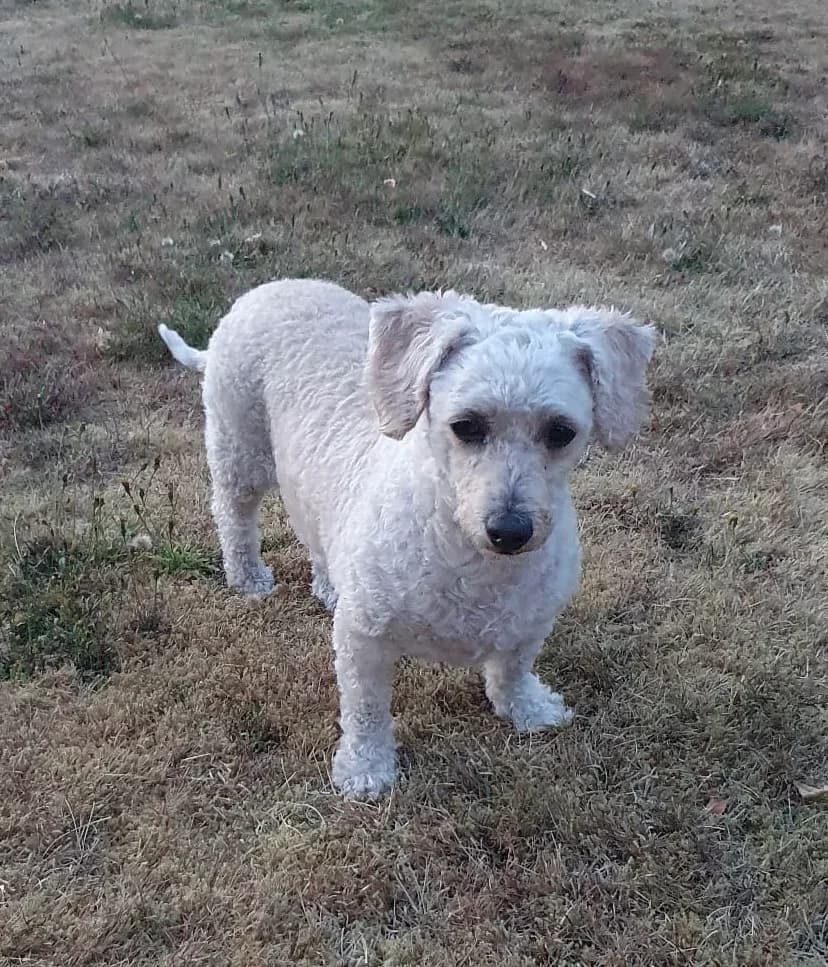 Sara, female 6yo mixed breed for adoption at Dierenasiel Genk, Genk
